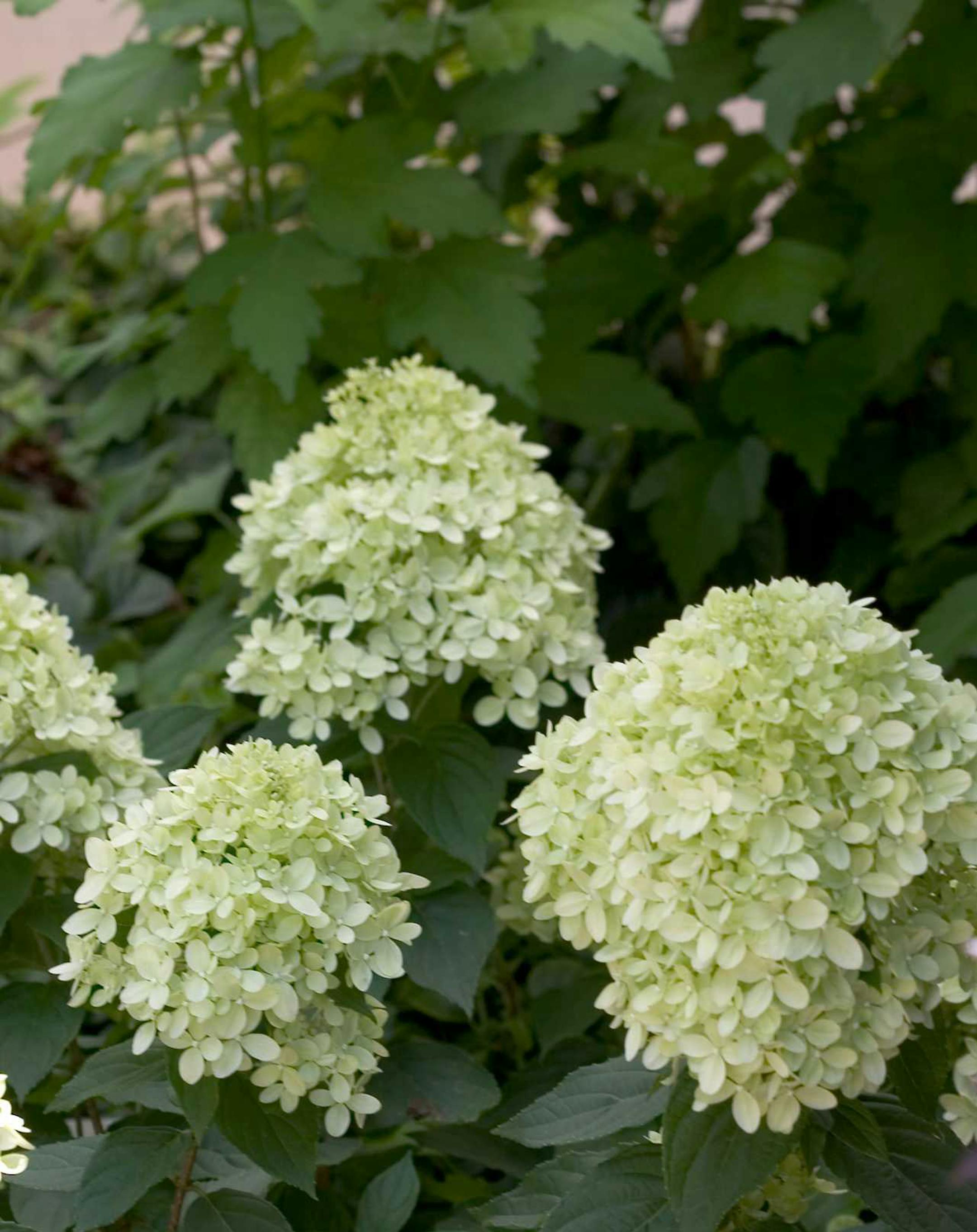 Hydrangea Little Lime