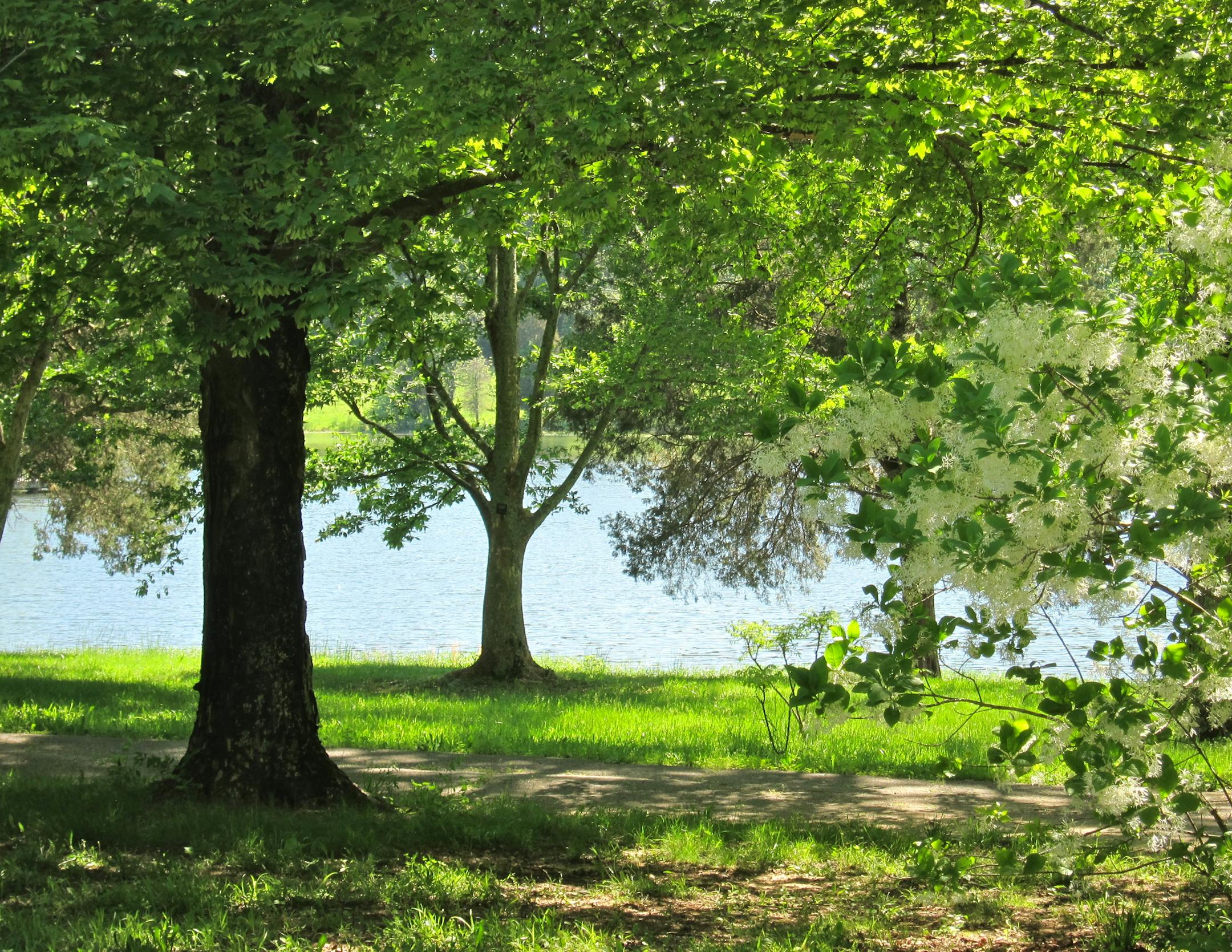 Bernheim Forest, south of Lousville, today. This is where my family used to picnic. [ Laurie Hertzel, going home Travel Story For Laurie’s, slug: hometr070713. Budget: 399553