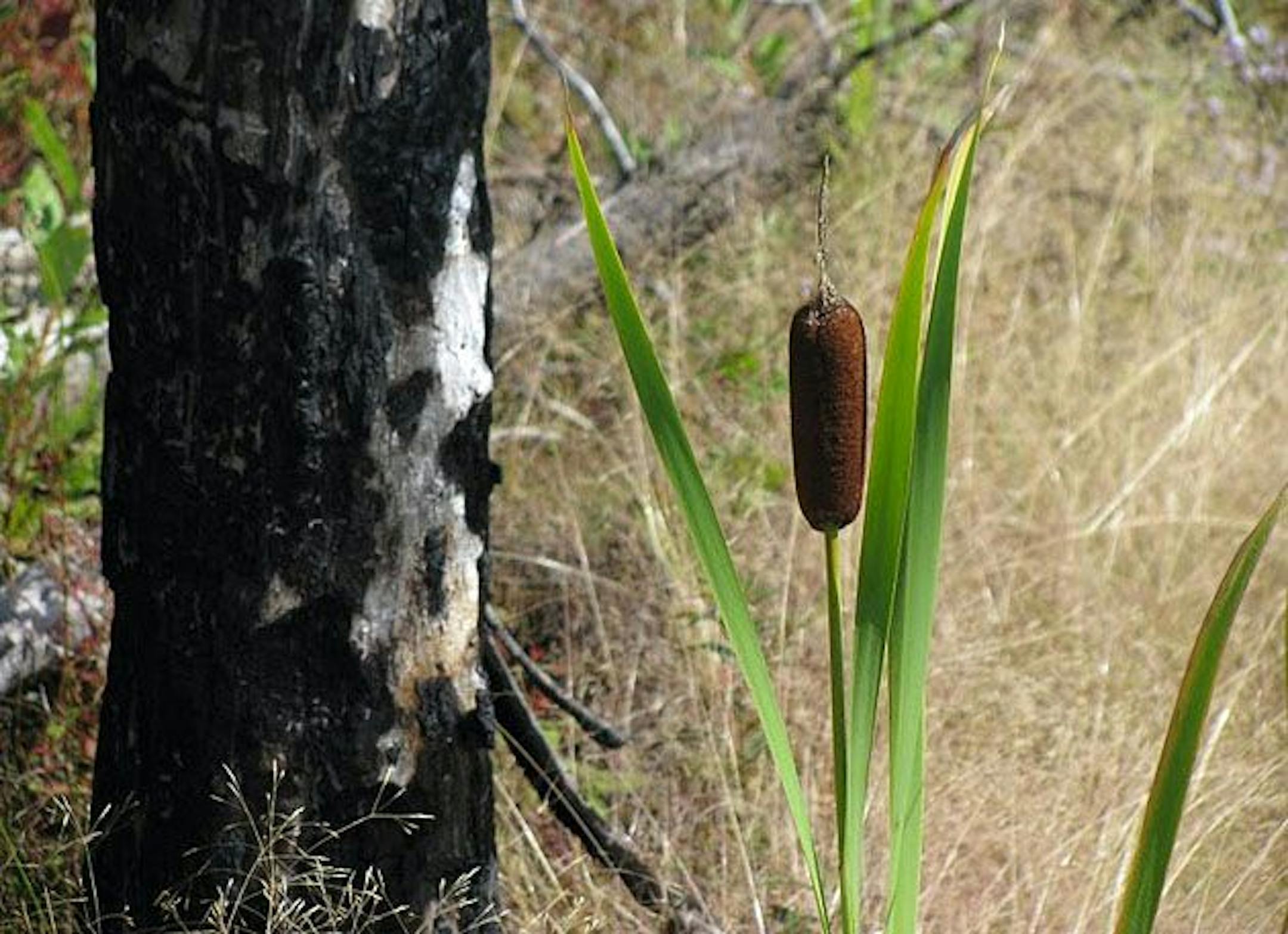 Evidence of the massive 1999 BWCA blowdown, subsequent wildfires, and perpetual regrowth was everywhere once the hikers reached the eastern half of the trail.