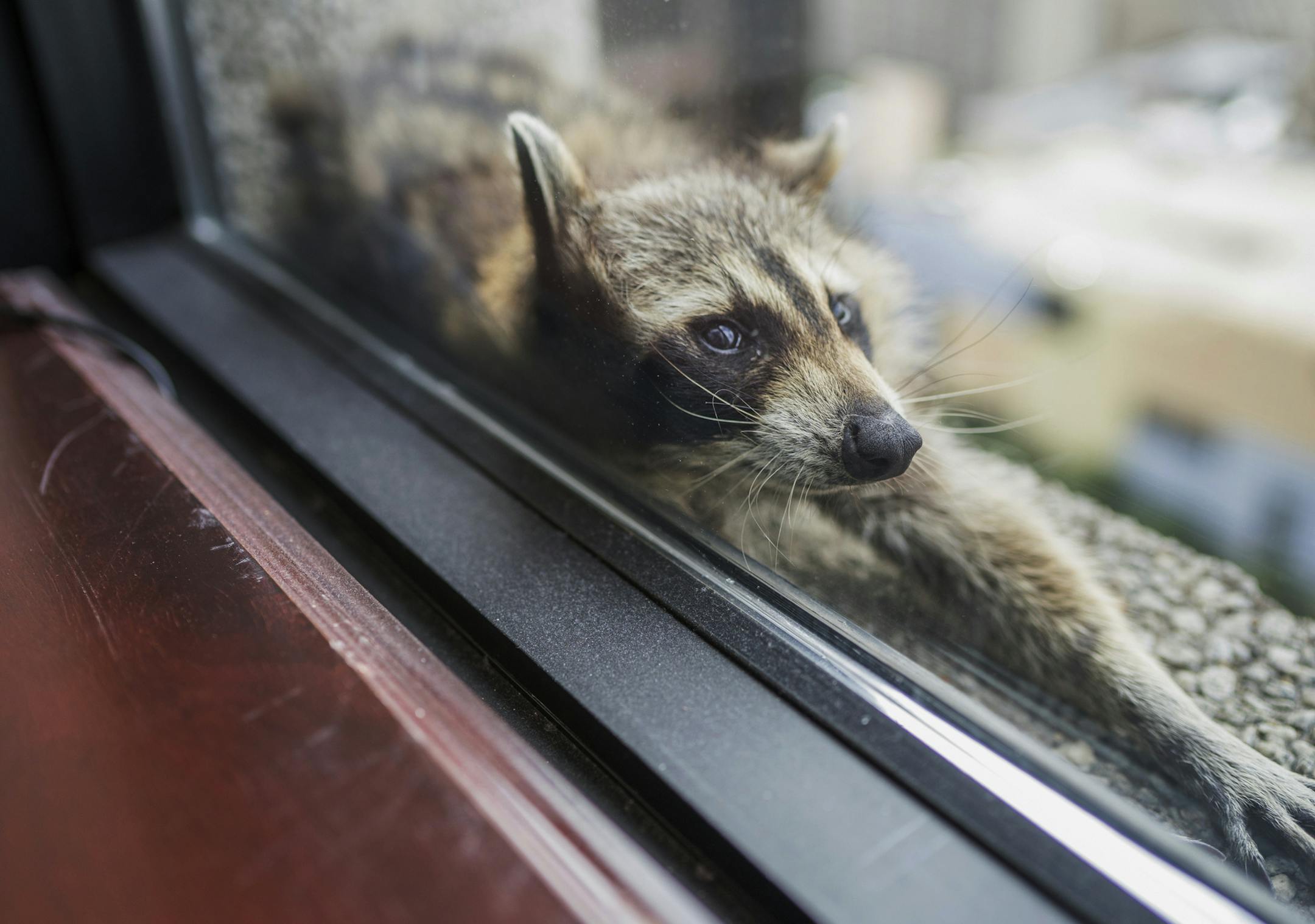 A raccoon captured attention (and hearts) in a skyscraper escapade in downtown St. Paul.