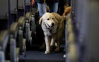 FILE - In this April 1, 2017 file photo, a service dog strolls through the isle inside a United Airlines plane at Newark Liberty International Airport