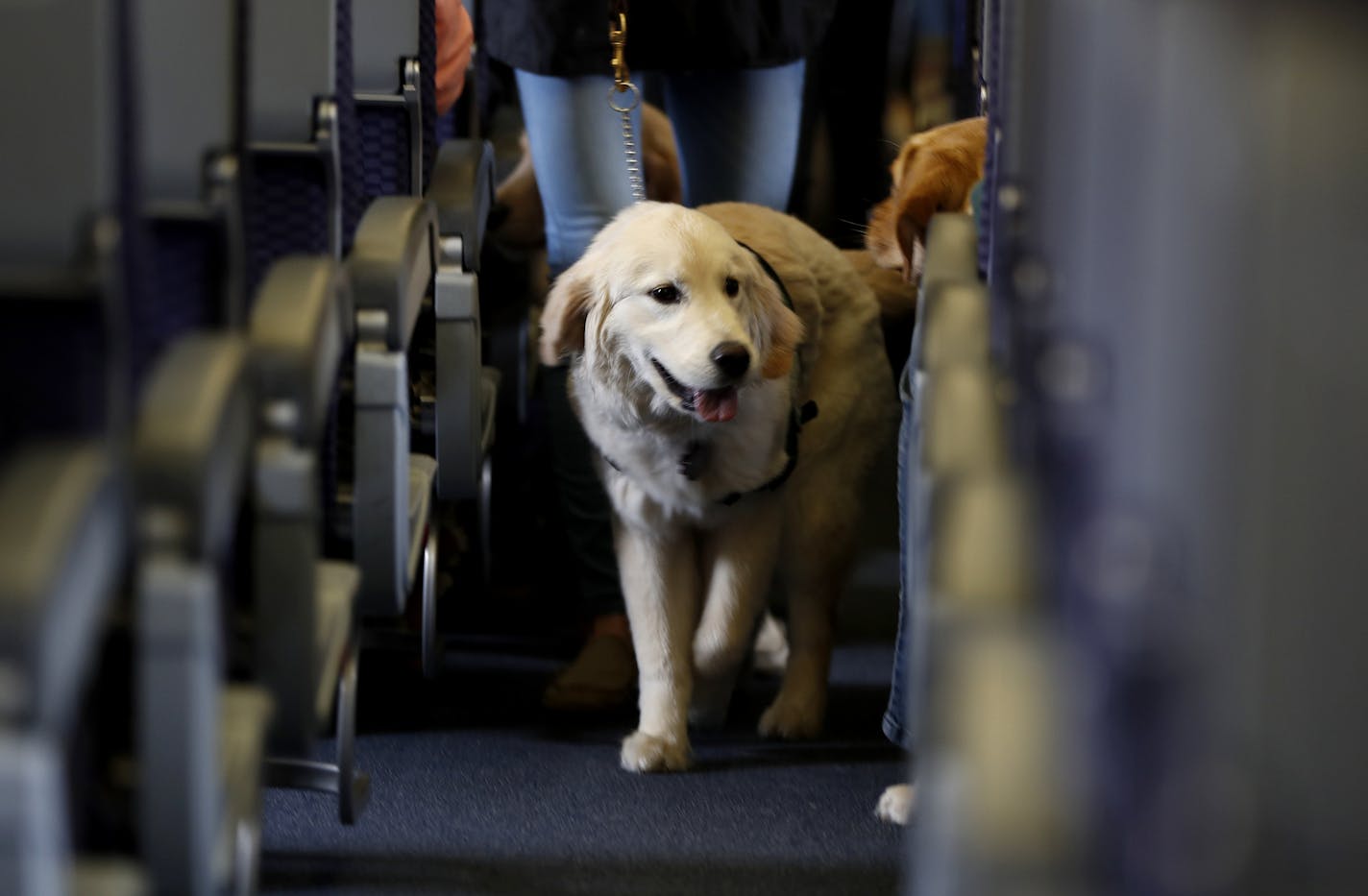 FILE - In this April 1, 2017 file photo, a service dog strolls through the isle inside a United Airlines plane at Newark Liberty International Airport while taking part in a training exercise, in Newark, N.J. Delta Air Lines says for safety reasons it will require owners of service and support animals to provide more information before their animal can fly in the passenger cabin, including an assurance that it's trained to behave itself. (AP Photo/Julio Cortez, File)