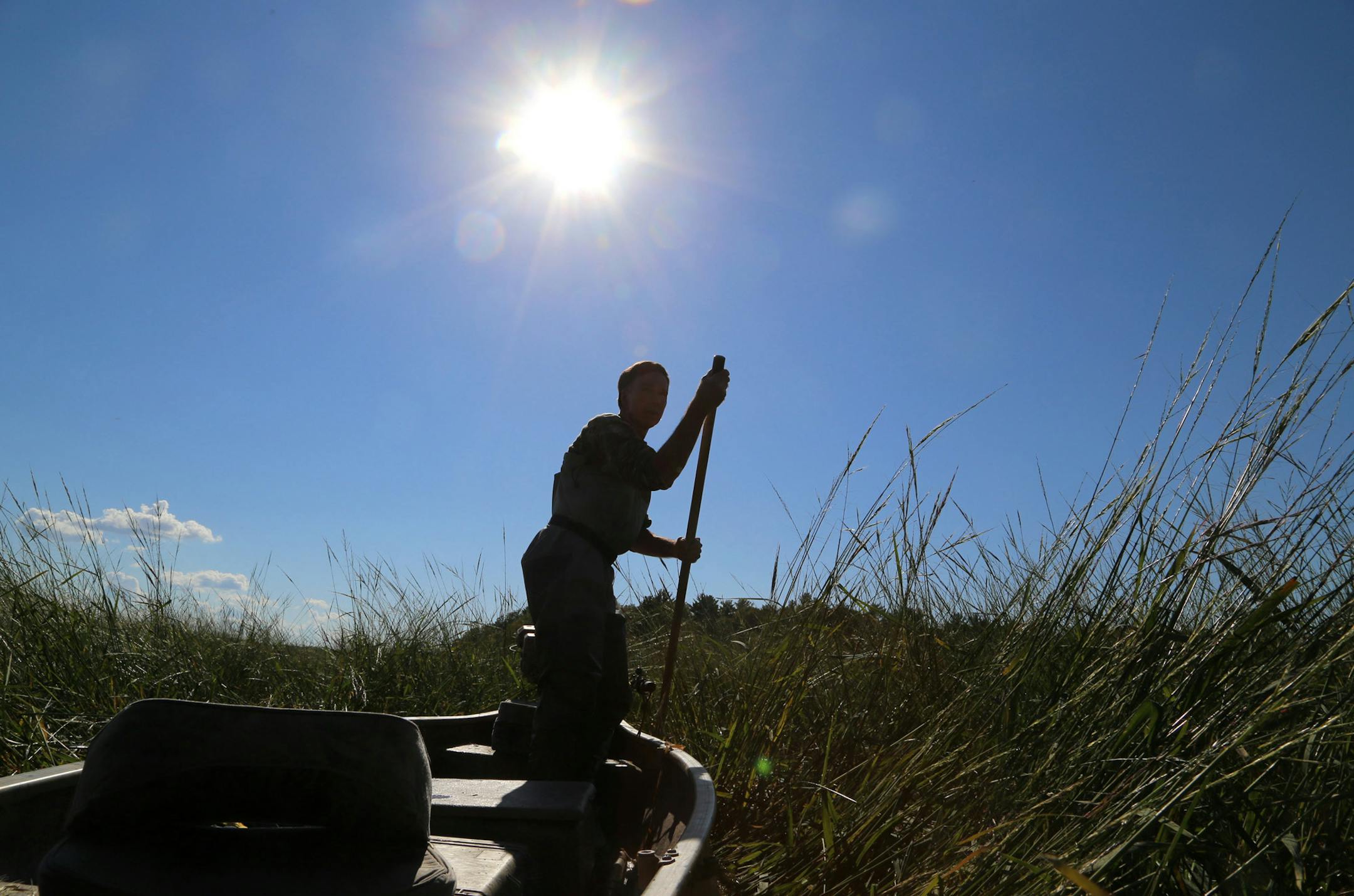 Hunting rails is in many ways like gathering wild rice: physically challenging. Here Bill Marchel poles his boat quietly through a thick stand of wild rice. ORG XMIT: MIN1409181659392859