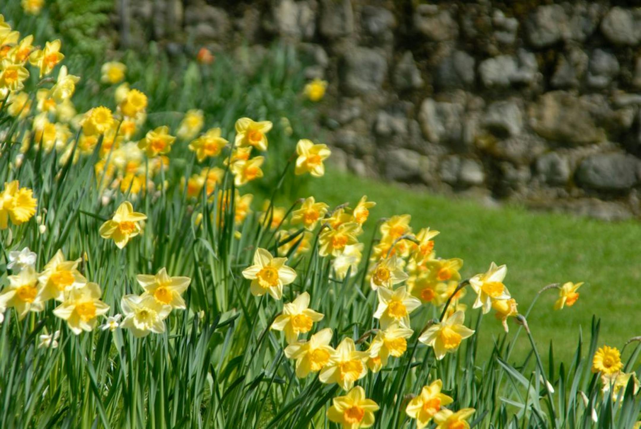 Plant daffodil bulbs now for spring color.
