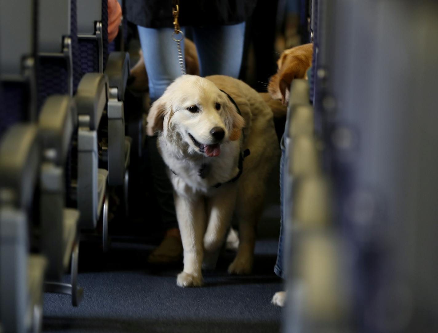 FILE - In this April 1, 2017 file photo, a service dog strolls through the isle inside a United Airlines plane at Newark Liberty International Airport while taking part in a training exercise, in Newark, N.J. Delta Air Lines says for safety reasons it will require owners of service and support animals to provide more information before their animal can fly in the passenger cabin, including an assurance that it's trained to behave itself. (AP Photo/Julio Cortez, File)