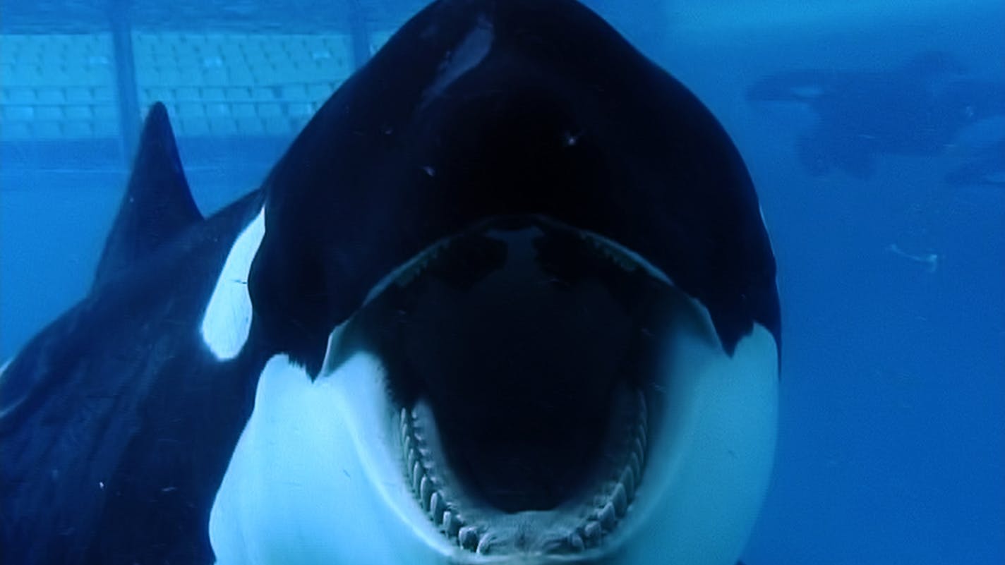 Tilikum in "Blackfish"