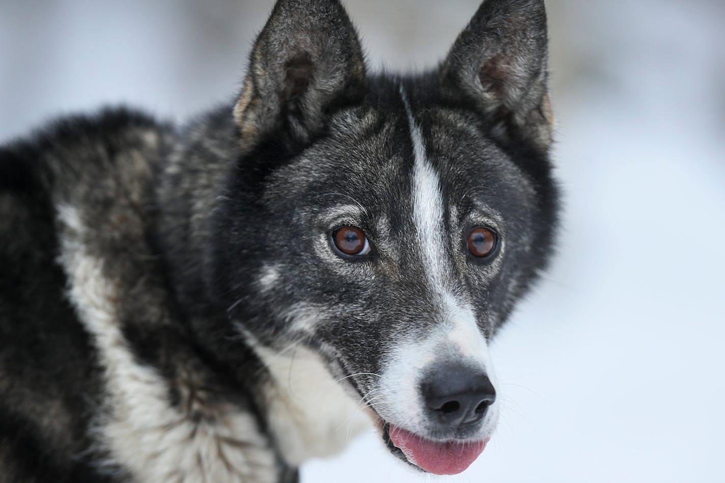 Freeze - Colleen Wallin, Silver Creek Sled Dogs, handicaps her gang line and tells us what makes her dogs tick. Advancer for Beargrease Sled Dog Race. ] BRIAN PETERSON ¥ brian.peterson@startribune.com
Two Harbors, MN 12/18/2017