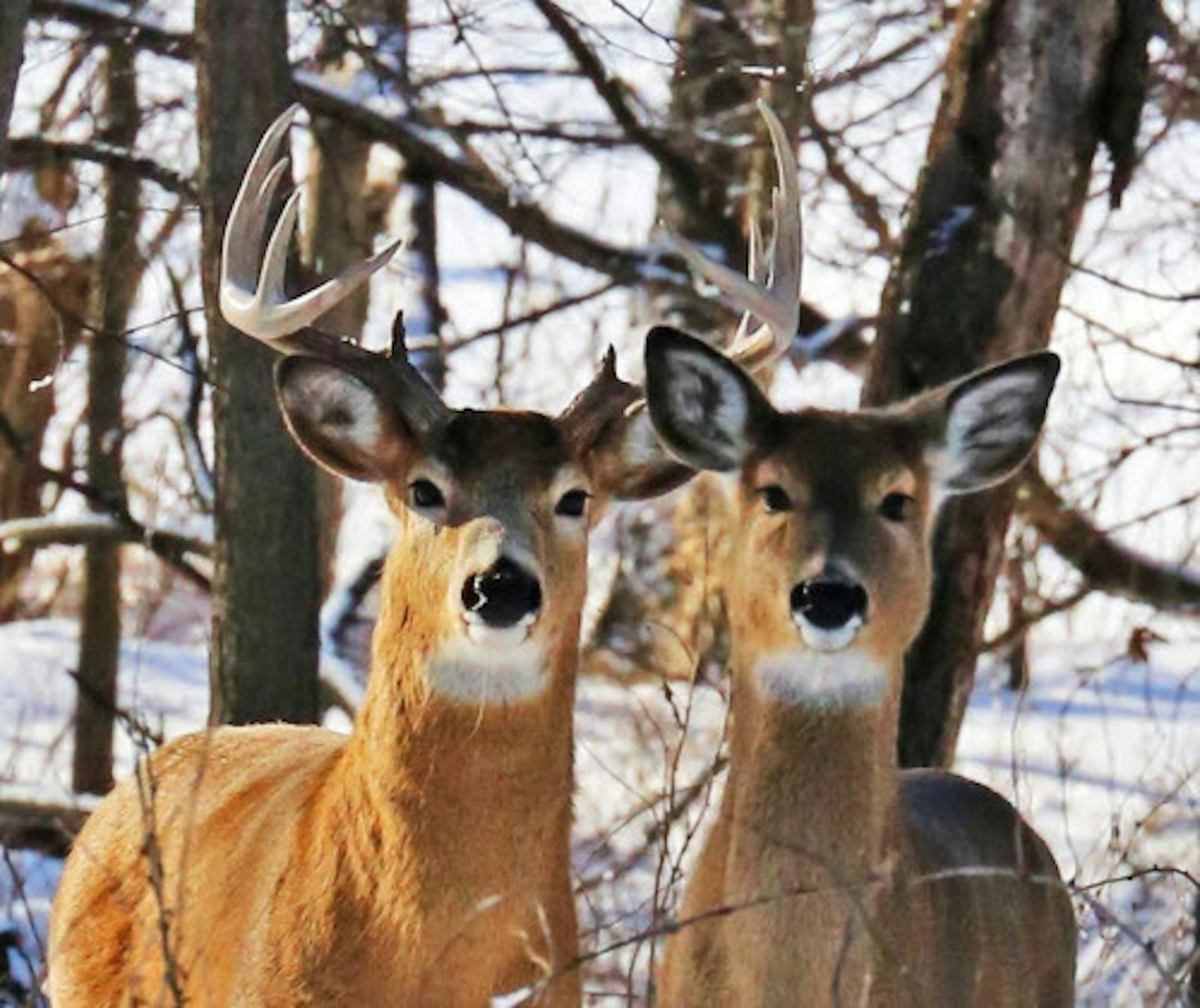 These white-tailed deer in southeast Minnesota appear to be doing well. The animals were photographed on Jan. 12, 2017 in southeast Minnesota, where five deer have been found with chronic wasting disease. (Dennis Anderson/Minneapolis Star Tribune/TNS) ORG XMIT: 1196072