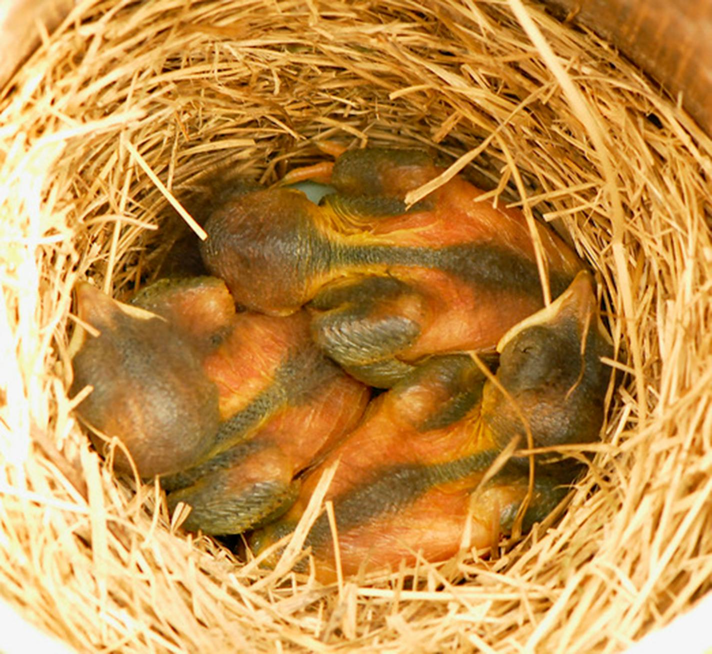 Four-day old bluebird hatchlings.Jim Williams photos