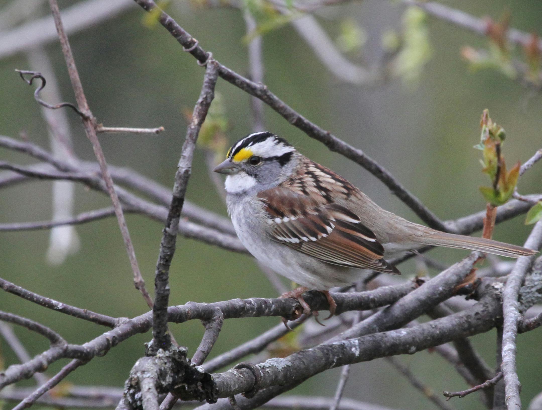 It‚Äôs not hard to make the back yard a safer place for birds like the sweet-singing white-throated sparrow, a species that frequently collides with windows credit: Don Severson