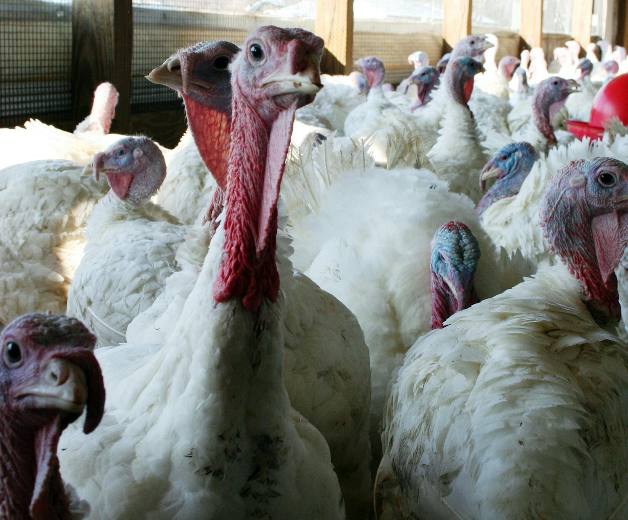 This undated photo provided by Bethany Hahn shows a flock of turkeys at a Minnesota poultry farm.