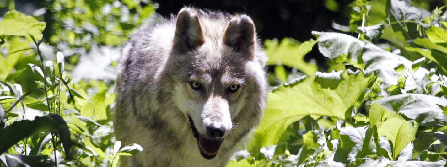 BRIAN PETERSON &#x201a;&#xc4;&#xa2; brianp@startribune.com APPLE VALLEY, MN - June, 8, 2011 ] An 8-year-old Mexican Gray Wolf escaped from a secondary enclosure (Not an exhibit!) at the Minnesota Zoo Wednesday morning, and spotted running on part of the Norther Trail before it was shot and Killed by zoo officials. (IN THIS PHOTO) One of the two remaining Mexican Gray Wolves on exhibit was a popular attraction after the excitement spread around the zoo grounds.