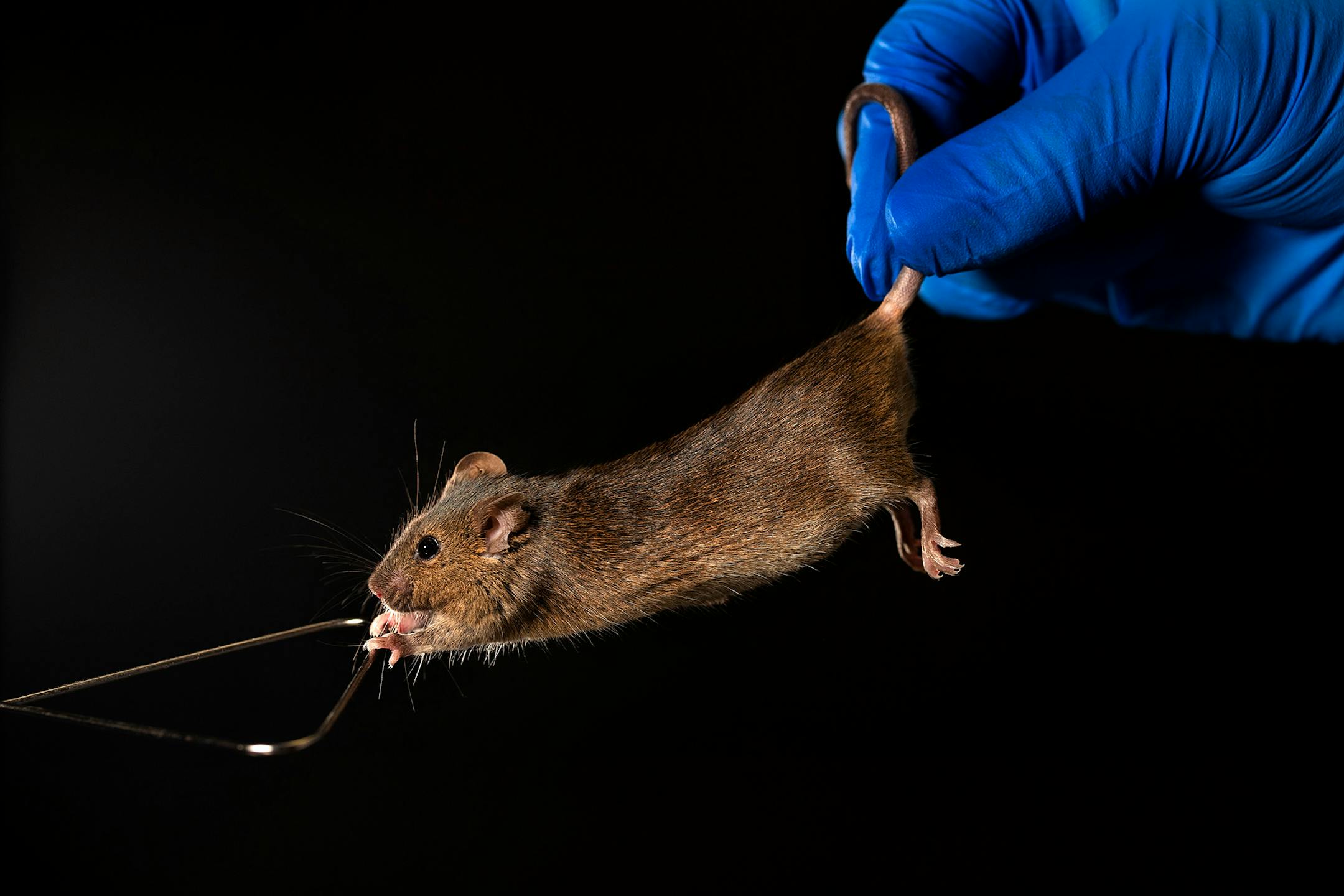 A mouse undergoes strength testing at the Mayo Clinic.