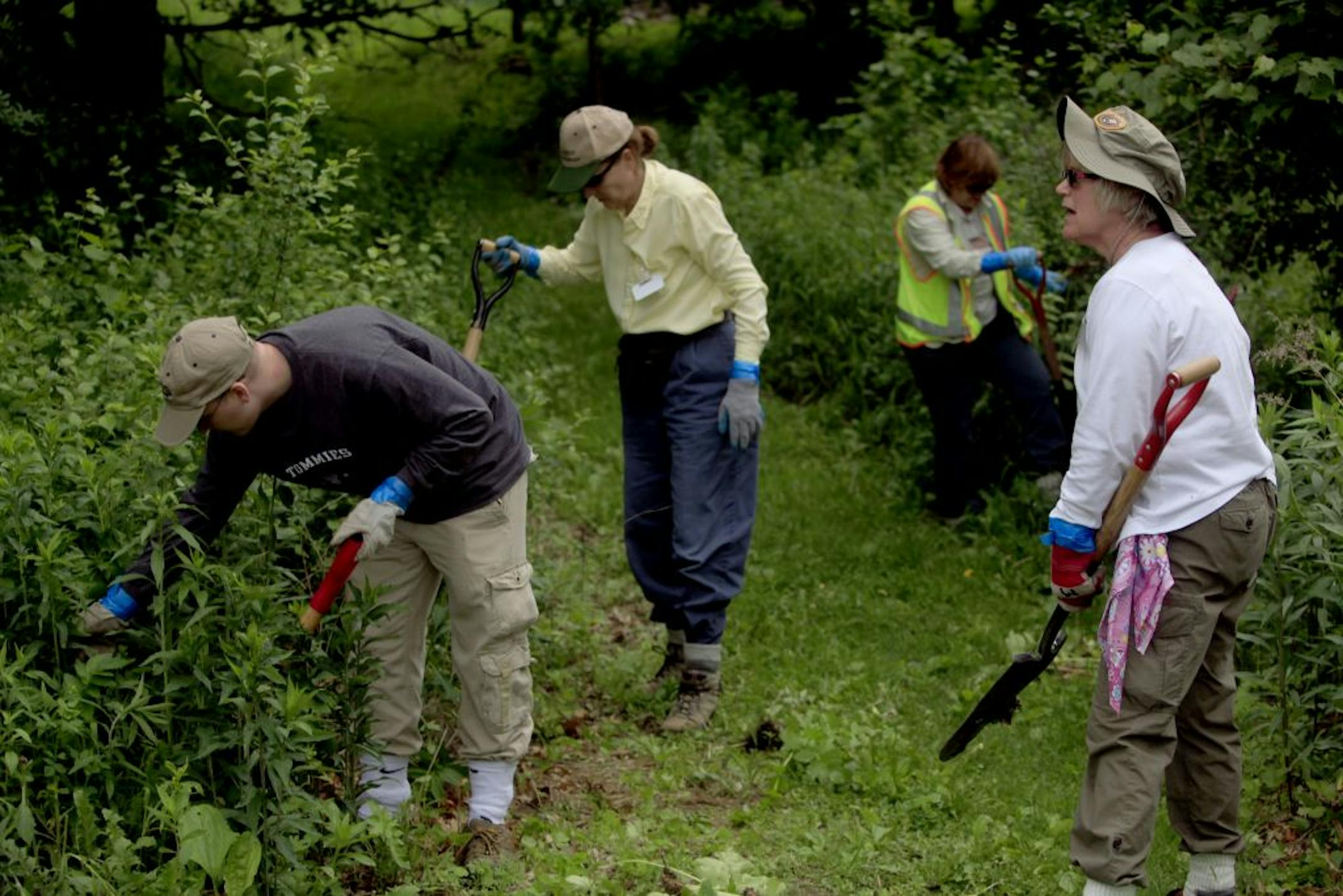 Volunteers John Anderson (left), a resident of Oakdale, Karen Brooks of Maplewood, and Jan Willkom (far right in white) digs a wild parsnip along with Carole Gernes (second from right with yellow vest), a Naturalist for the city of Maplewood at the Applewood Preserve in Maplewood, MN on May 25, 2012.