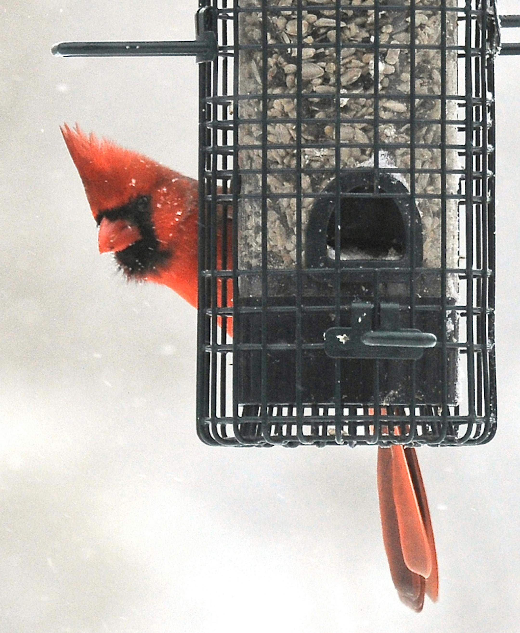 Northern cardinal in winter
Photo by Jim Williams, special to the Star Tribune