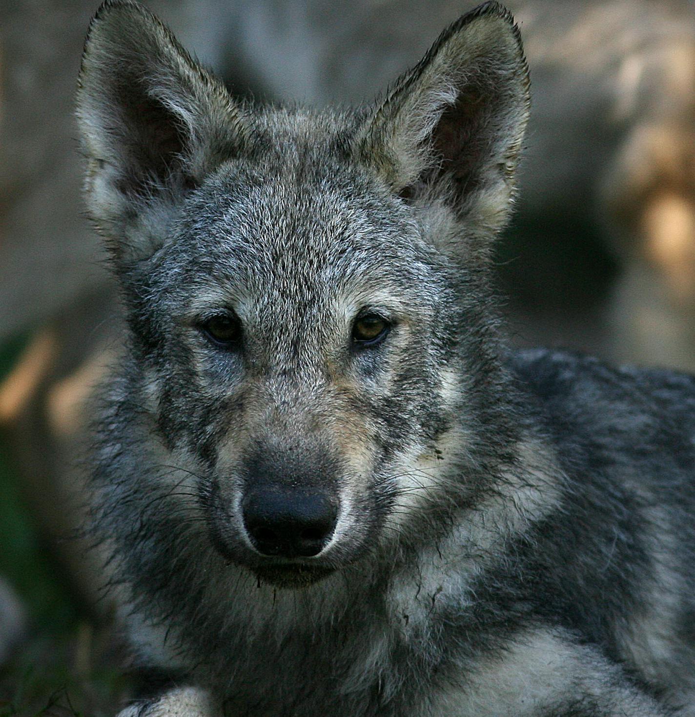 JIM GEHRZ &#xef; jgehrz@startribune.com Forest Lake/August 2, 2008/7:30AM] Several Canadian wolf pups are being cared for at the Wildlife Science Center in Forest Lake. The pups, now each about 35 pounds, are the subjects of a study about non-surgical sterilization methods in an effort to learn better ways to control wolf populations.