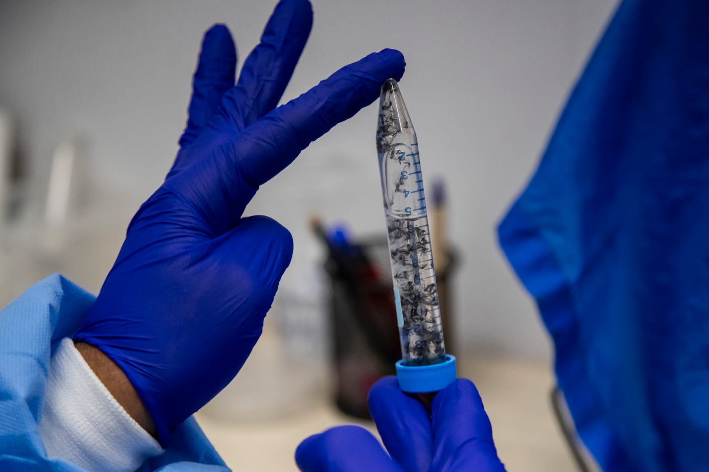 A lab technician at the Oswaldo Cruz Foundation bio-factory analyzes mosquitoes that were collected from outdoor areas where mosquitoes carrying a dengue-blocking bacteria called "wolbachia" were released, in Rio de Janeiro, Brazil, Tuesday, Feb. 27, 2024.