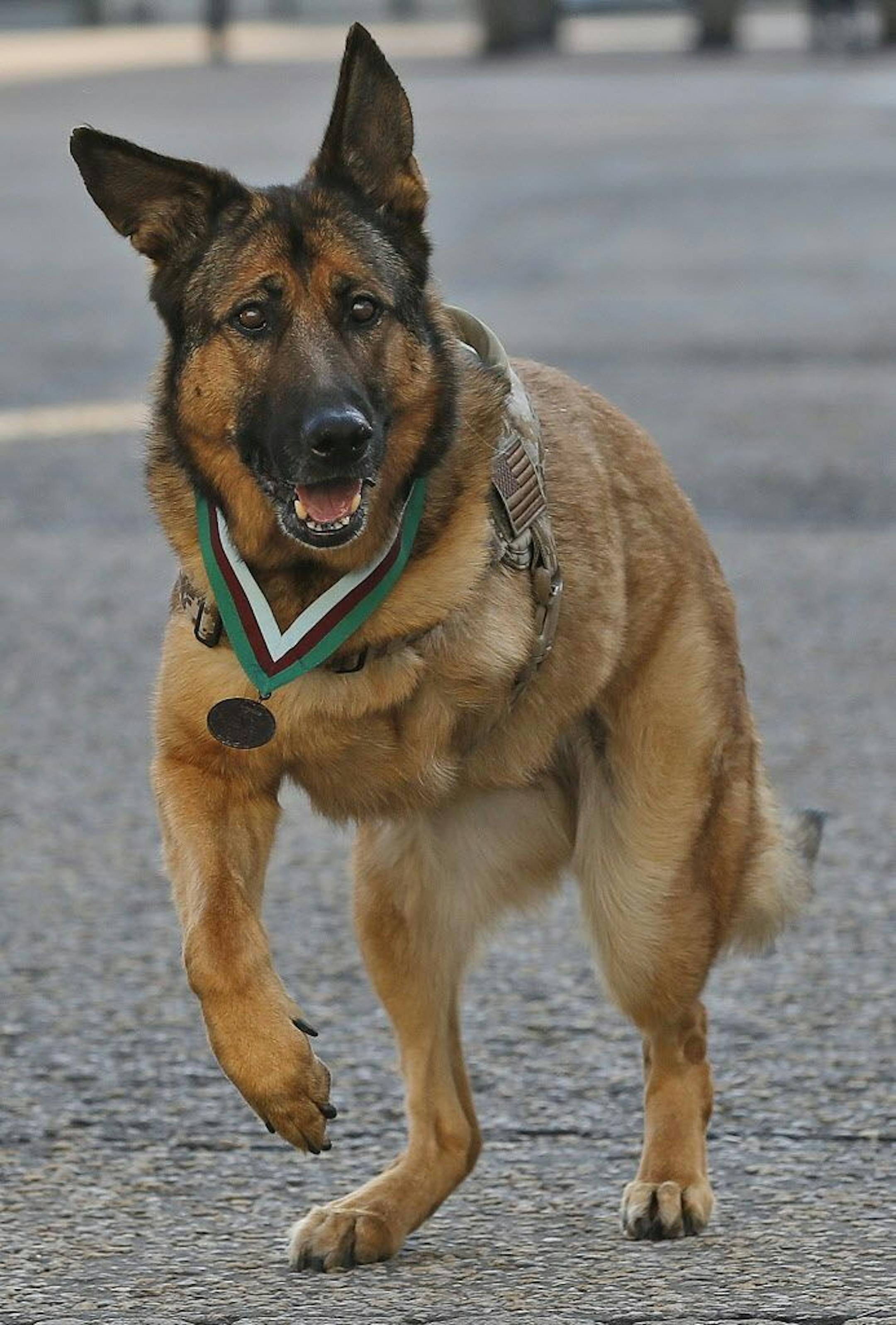 Heroic US Marine dog Lucca after receiving the PDSA Dickin Medal, awarded for animal bravery, equivalent of the Victoria Cross, at Wellington Barracks in London, Tuesday, April 5, 2016. The 12-year-old German Shepherd lost her leg on 23 March 2012, in Helmand Province, Afghanistan, when Lucca discovered a 30lb improvised explosive device (IED) and as she searched for additional IEDs, a second device detonated, instantly loosing her front left leg. Lucca completed over 400 separate missions in Ir
