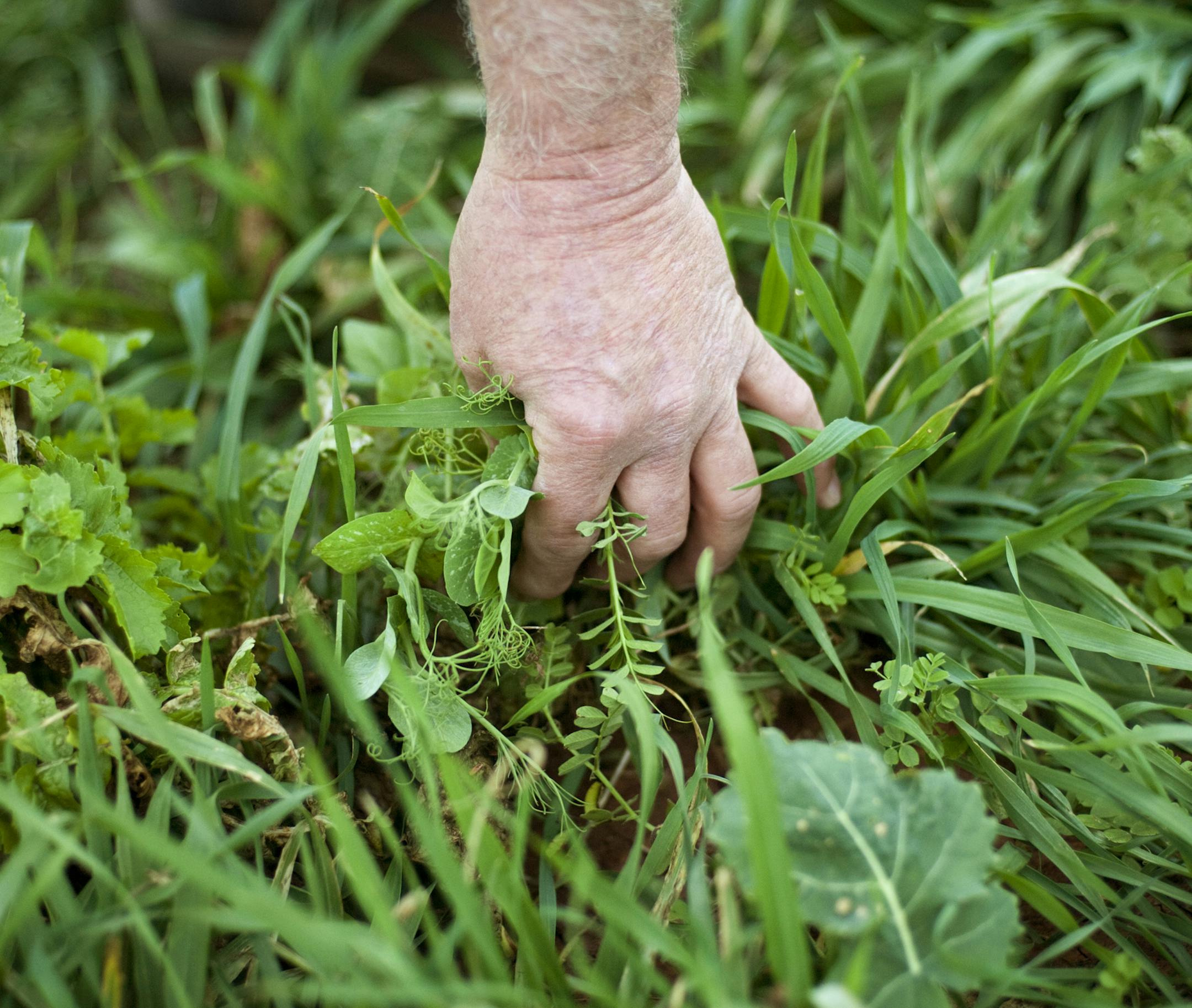 Farmer Terry McAlister runs a hand through his cover crop of collards, peas, and radishes on his farm near Electra, Texas, Dec. 12, 2014. McAlister practices no-tillage and other soil conservation methods, which he believes helped his fields produce better during several years of drought conditions. (Brandon Thibodeaux/The New York Times)