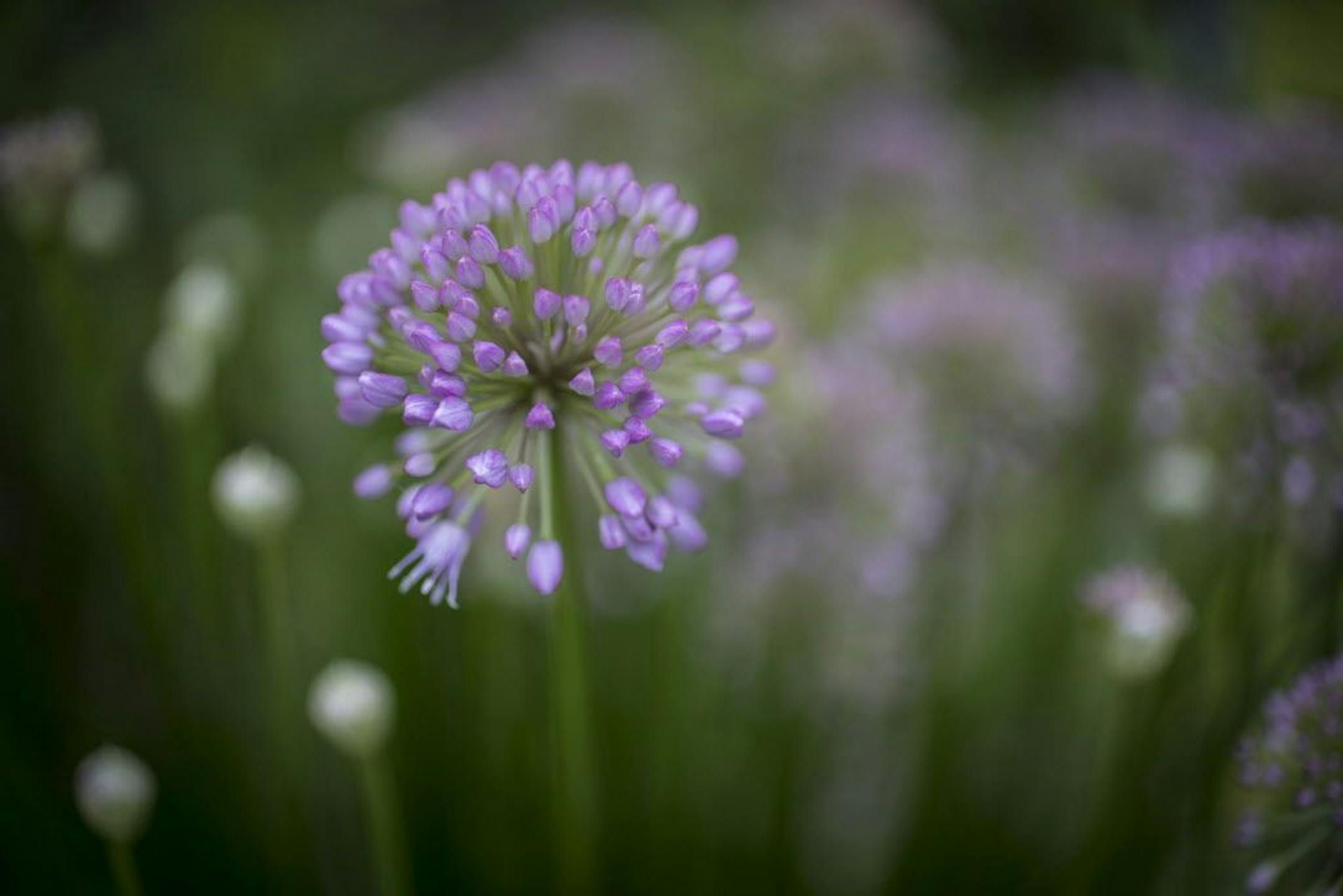 Allium in bloom.