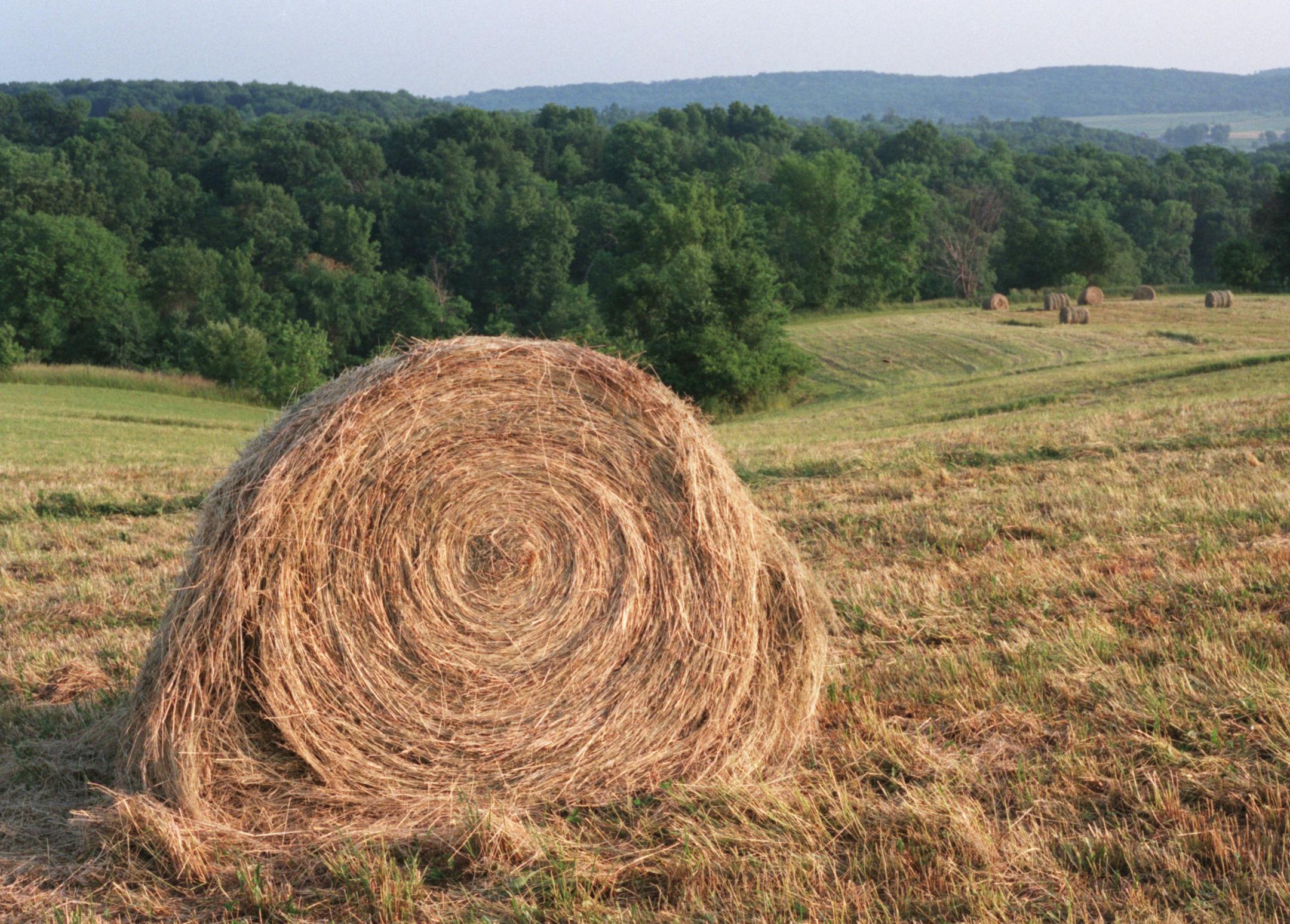The steep, rugged Driftless region, which includes southwestern Wisconsin, was bypassed by landscape-flattening glaciation tens of thousands of years ago.