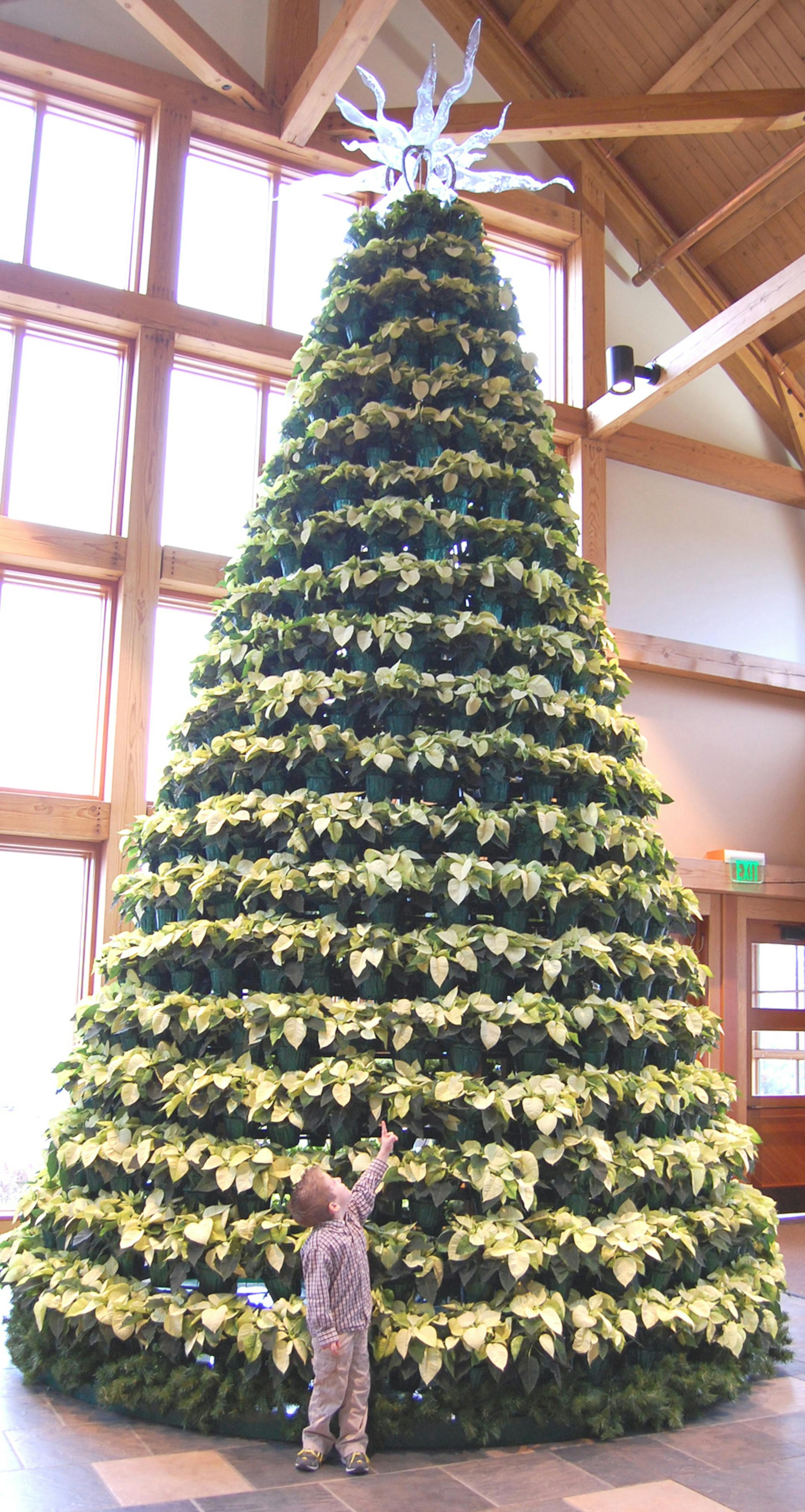 Poinsettia tree at the Minnesota Landscape Arboretum