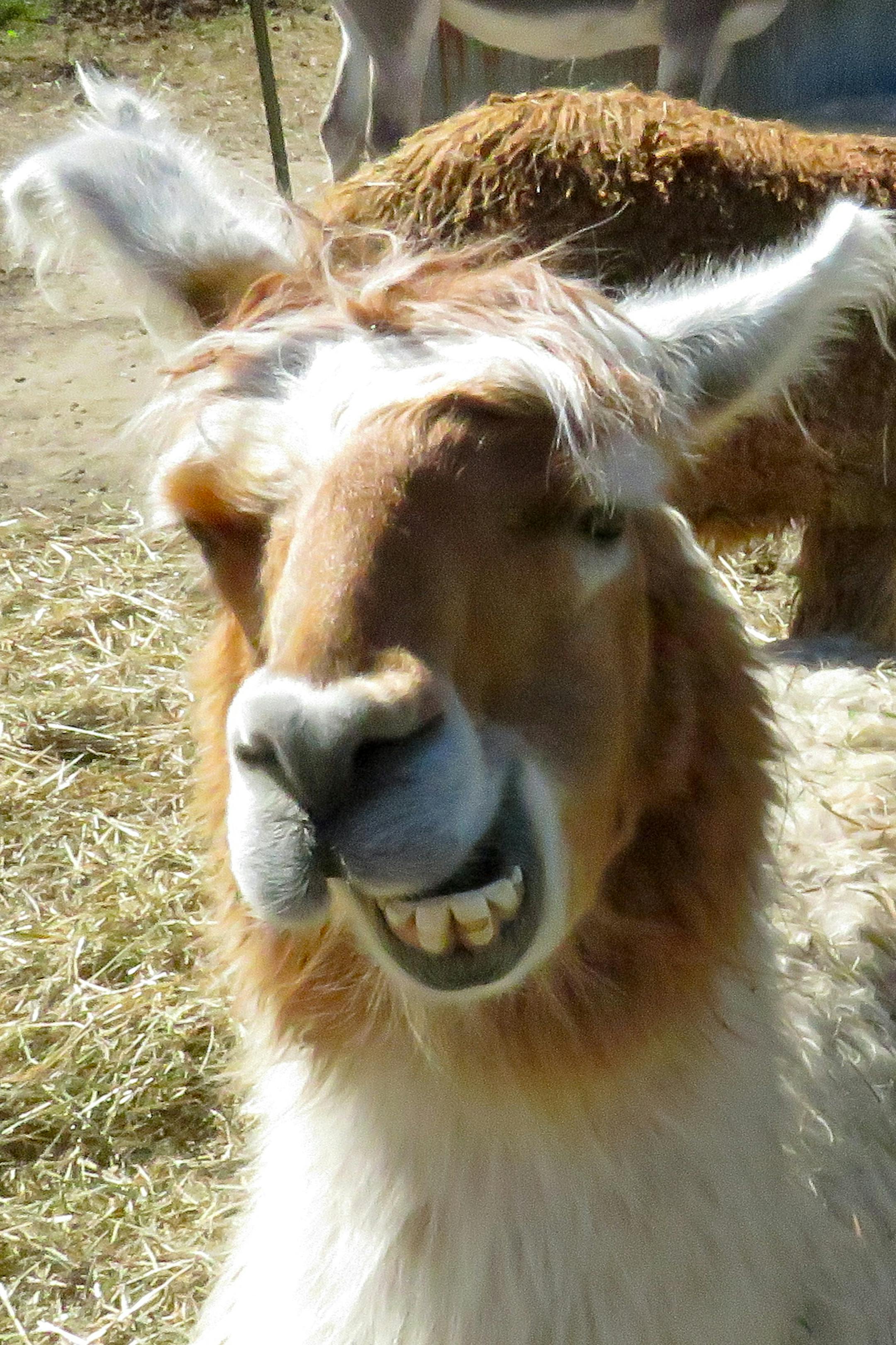 A llama at Nelson Farm. Photo by Lisa Meyers McClintick