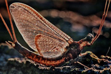 A mayfly clings to the bark of a tree.