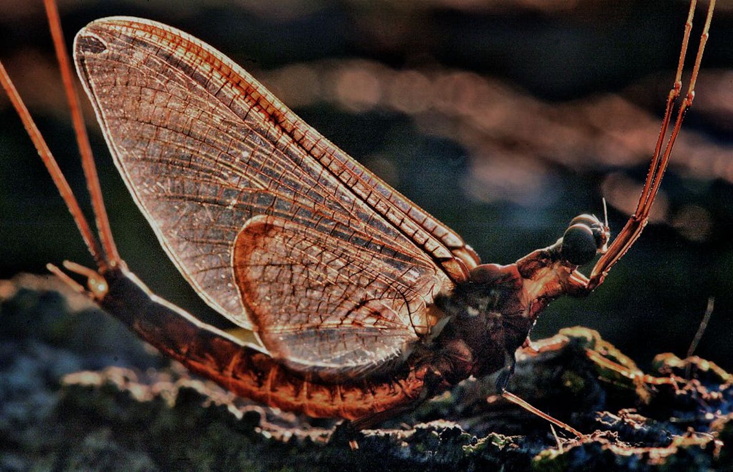 A mayfly clings to the bark of a tree.