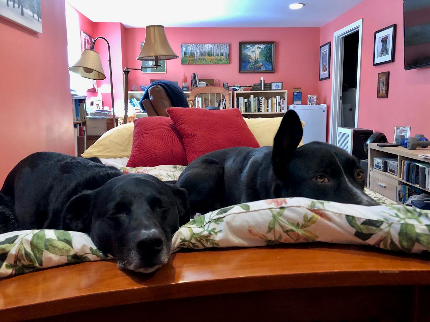 Angus and Rosie hung out in the basement while the painter worked upstairs.