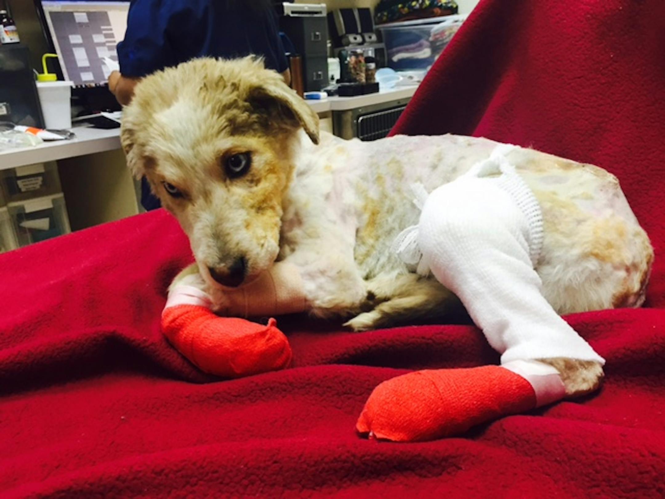 Phoenix, a dog rescued from a burning northern Minnesota trash bin.