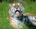 "Molniy," the Minnesota Zoo's 16-year-old tiger ate grass ignoring a nearby box filled with meat, at the zoo, Wednesday, May 18, 2016 in Apple Valley,