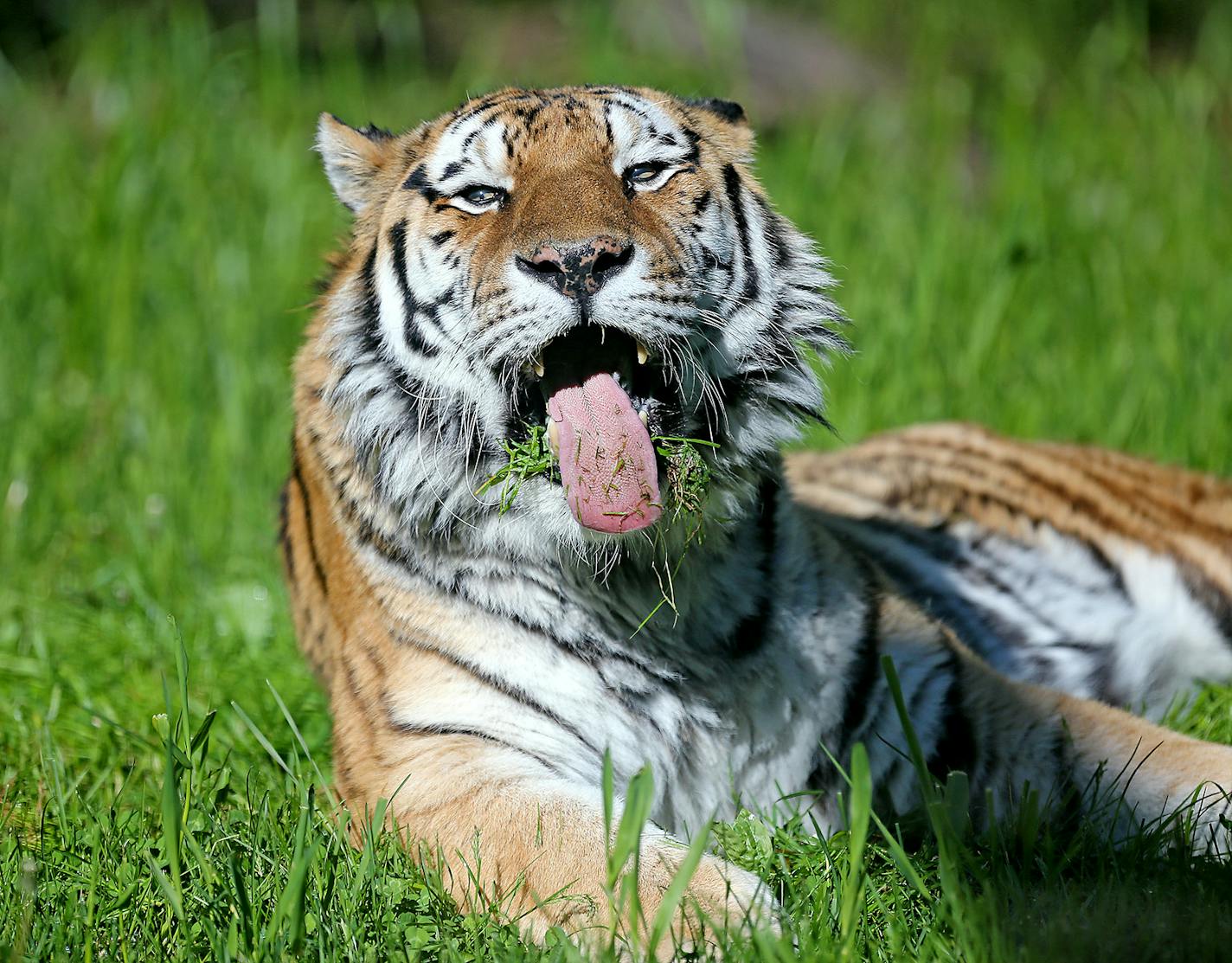 "Molniy," the Minnesota Zoo's 16-year-old tiger ate grass ignoring a nearby box filled with meat, at the zoo, Wednesday, May 18, 2016 in Apple Valley, MN. The Minnesota Zoo has an aging population of animals being treated for age-related conditions, including a 16-year-old tiger being treated for arthritis. The tiger is about 84 in human years. ] (ELIZABETH FLORES/STAR TRIBUNE) ELIZABETH FLORES &#x2022; eflores@startribune.com 20044151A