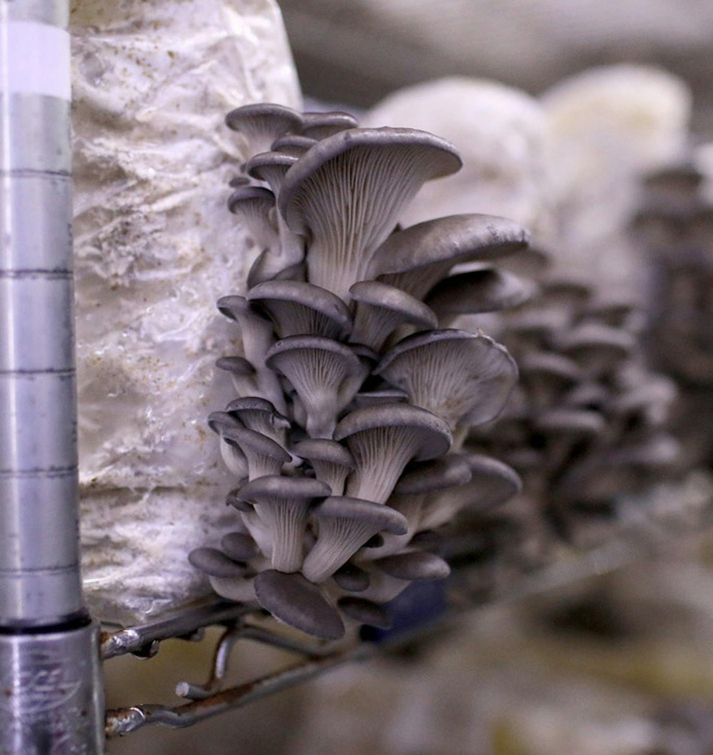 Oyster mushrooms grow from a colonized bag in a grow space Thursday, March 7, 2019, in Minneapolis, MN.] DAVID JOLES &#x2022;david.joles@startribune.com In the middle of the Upper Harbor Terminal site lies a small agricultural business called Mississippi Mushrooms, which grows and sells edible mushrooms from inside an aging warehouse. The future of the farm, however, is in question because of the plan to redevelop the riverfront site. The owner hopes the developers can keep the warehouse and reh