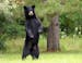 A black bear estimated to weigh 200 pounds stands on its hind legs Thursday, July 30, 2009 and surveys a northside neighborhood in Eau Claire, Wis. Th