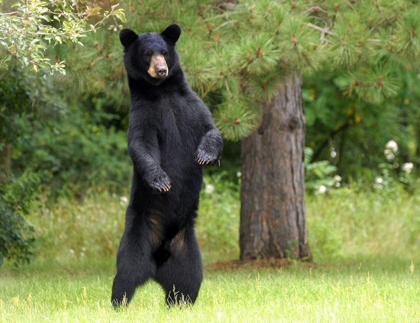 A black bear estimated to weigh 200 pounds stands on its hind legs Thursday, July 30, 2009 and surveys a northside neighborhood in Eau Claire, Wis. The animal was discovered wandering mid-day near a city playground and a Wisconsin Department of Transportation, Division of Motor Vehicles office.