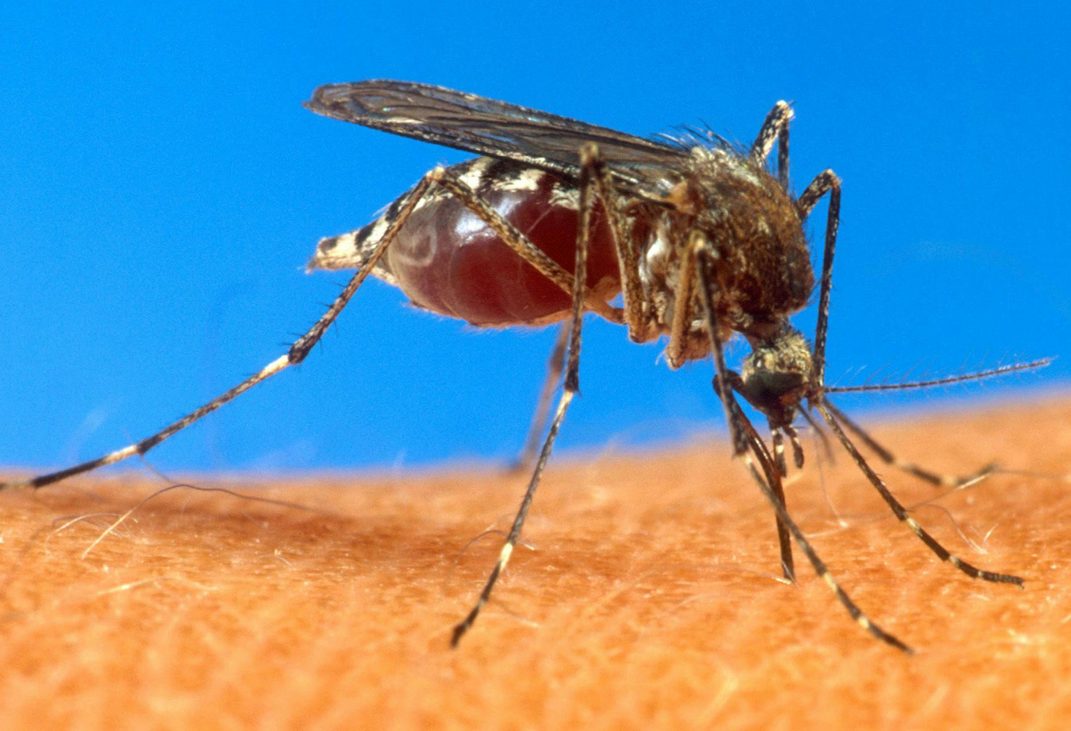 ** FILE ** This undated handout file photo provided by the Agriculture Department shows an aedes aegypti mosquito on human skin. Old mosquitoes usually spread disease, so Australian researchers figured out a way to make the pests die younger - naturally, not poisoned. Scientists have been racing to genetically engineer mosquitoes to become resistant to diseases like malaria and dengue fever that plague millions around the world, as an alternative to mass spraying of insecticides. (AP Photo/USDA,