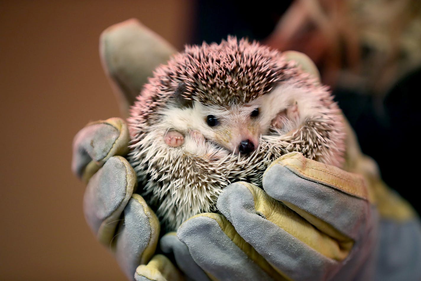 A hedgehog seen at the Minnesota Zoo.