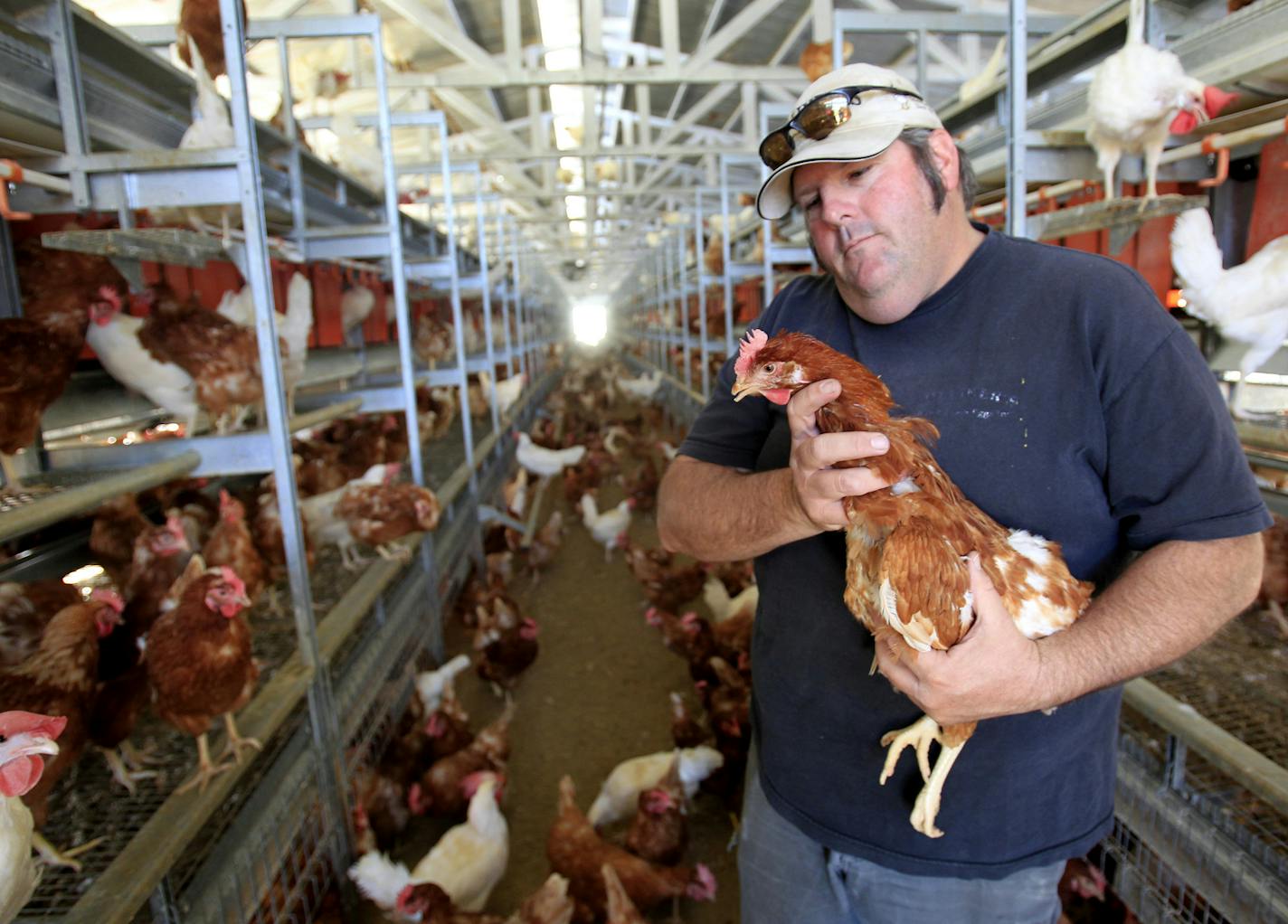 Third-generation farmer Frank Hillier Frank Hilliker holds one of his 8,000 Leghorn chickens in a cage-free aviary system barn at Hilliker's Ranch Fresh Eggs, a family business since 1942, in Lakeview, Calif., on December 19, 2014. McDonald's recent decision to transition to "cage free" eggs may prove to be a tipping point in the industry. (Allen J. Schaben/Los Angeles Times/TNS) ORG XMIT: 1174524