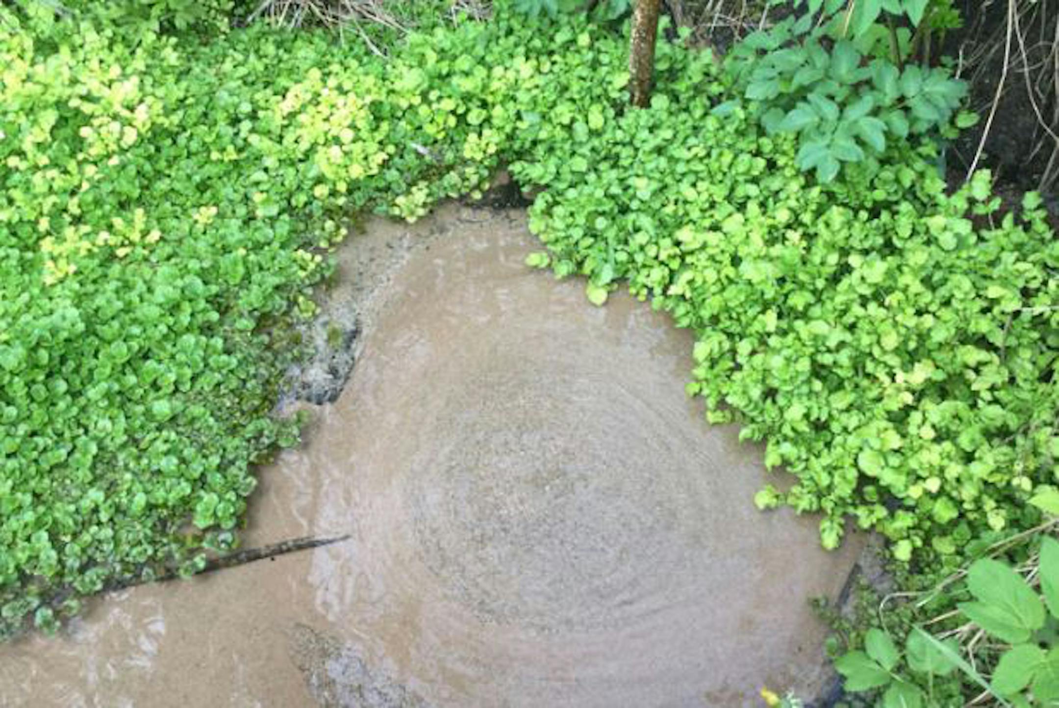 A stream bank, or stream boil, where water flows from a spring at or near the waterline and "boils" the surface of the water.