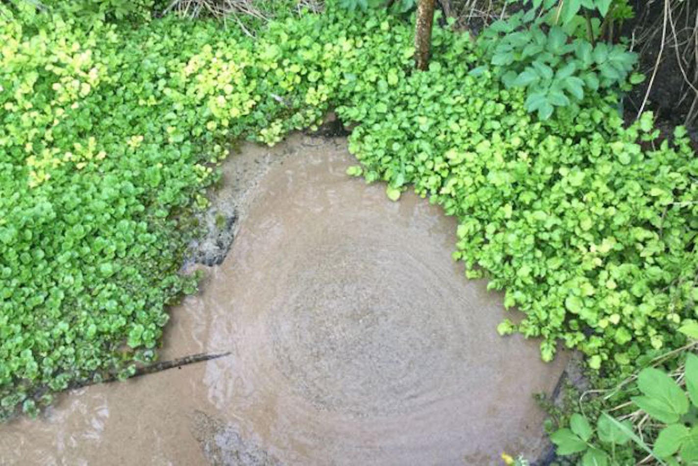 A stream bank, or stream boil, where water flows from a spring at or near the waterline and "boils" the surface of the water.