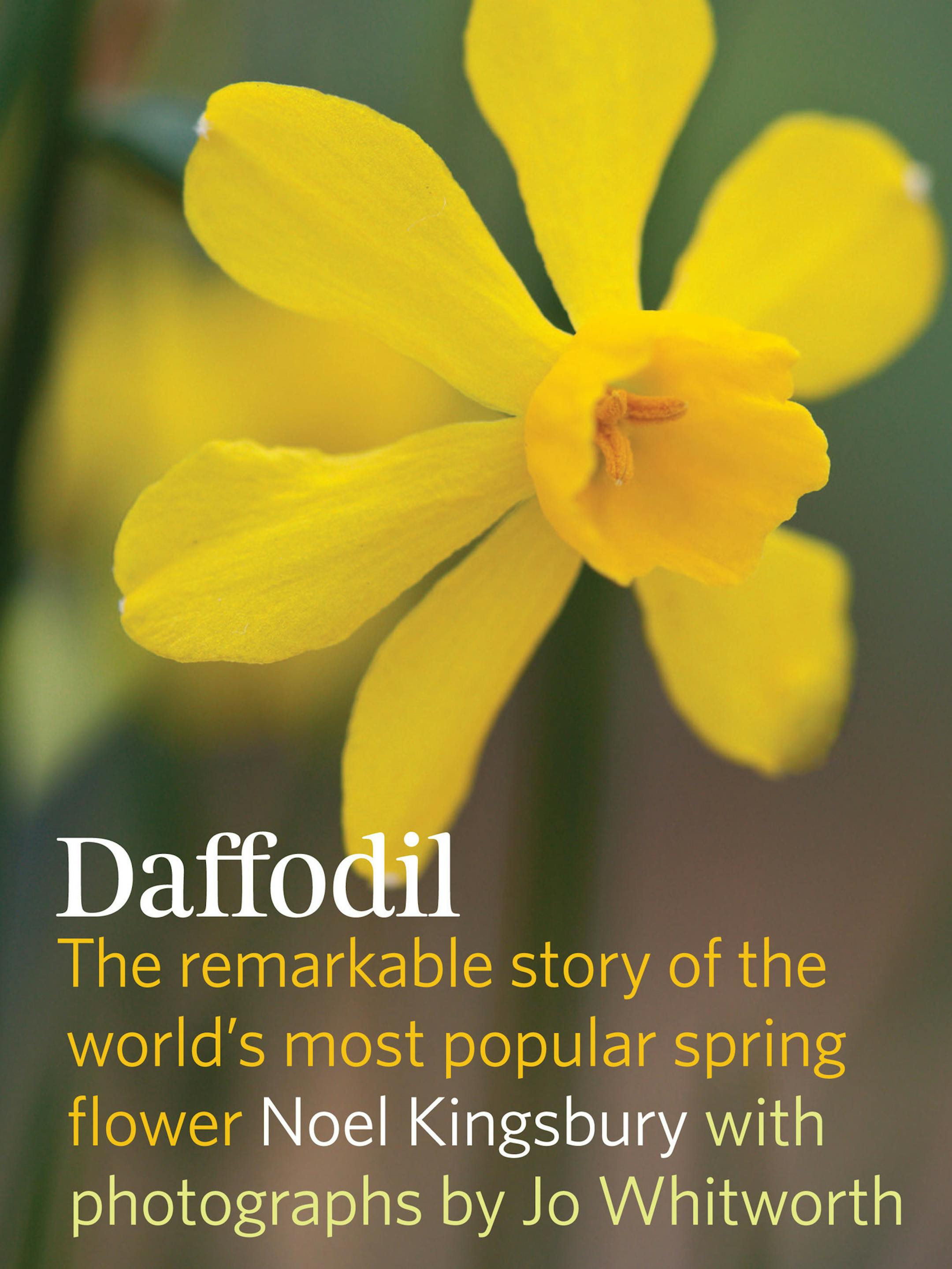 "Daffodil" by Noel Kingsbury credit: Timber Press