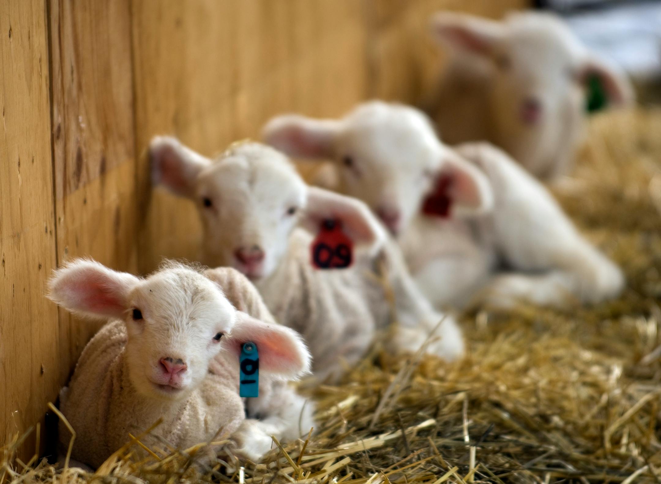 A group of four-day old lambs lie in the hay at sheep rancher Chuck Dallas' ranch near Wilsall, Mont., on April 8. Dallas is part of a dying breed in Montana's fading sheep industry. He still keeps 300 head on his family ranch and has 250 lambs born every year, but it's more and more difficult for sheep ranchers like him to make a living.