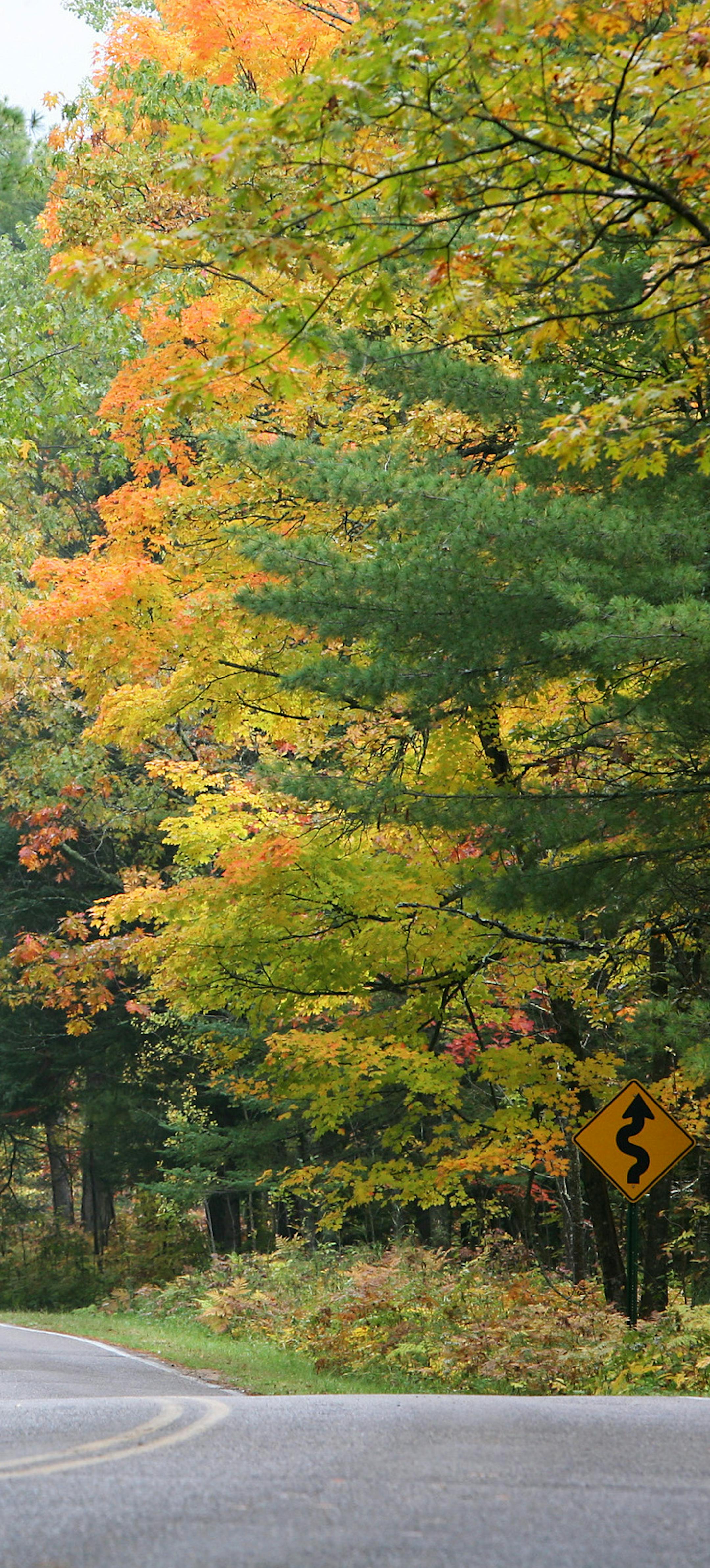 The road through Itasca State Park near Park Rapids, Minn.