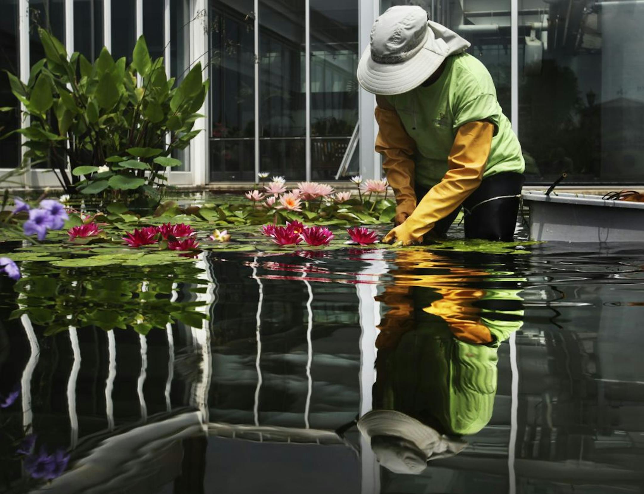 Diane Rafats, a horticulturalist with the Marjorie McNeeley Conservatory at the Como Zoo, plucked dead leaves and flowers and groomed a hardy water lilly in the ponds outside the facility Wednesday, July 25, 2012, in St. Paul, MN.