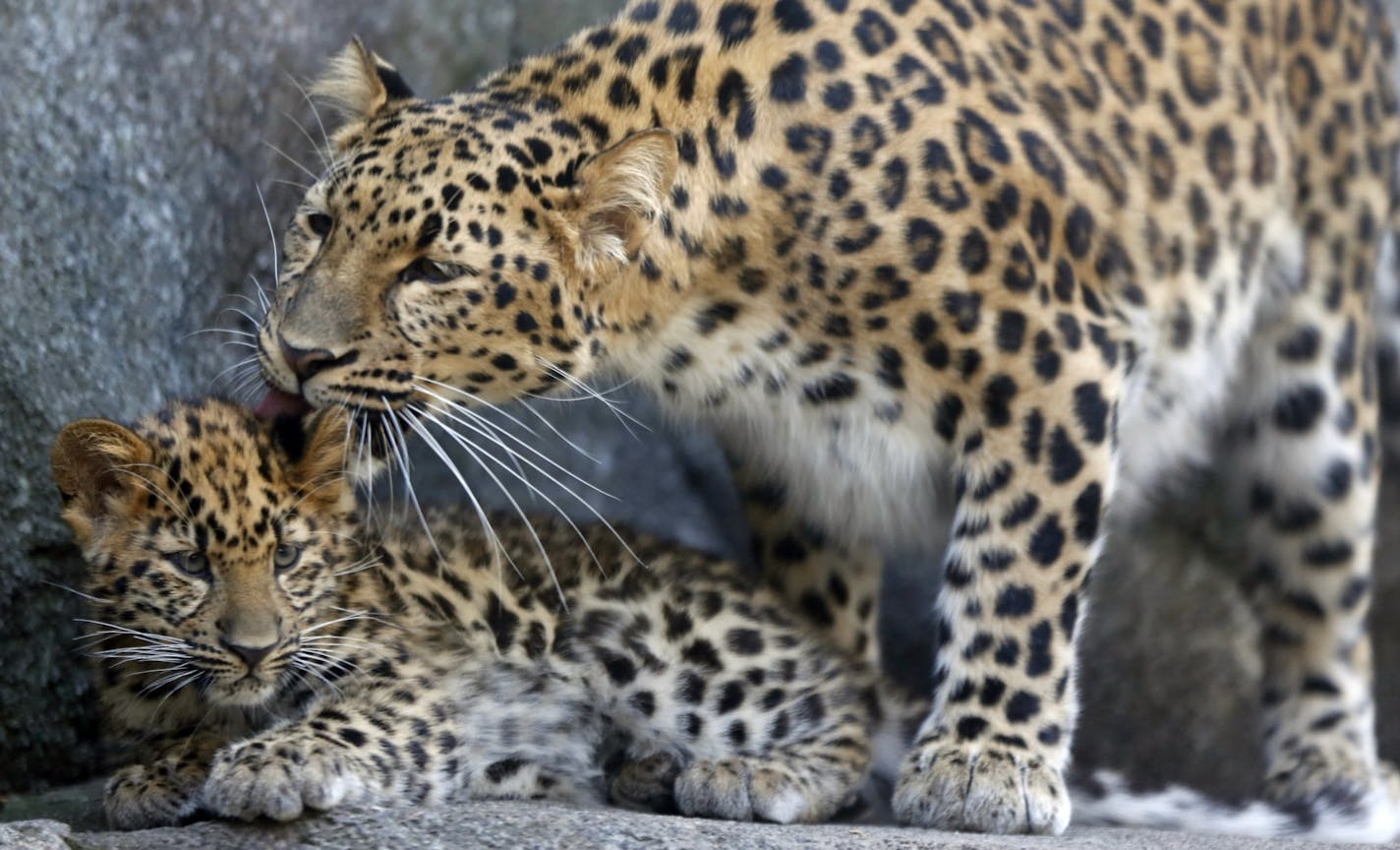 At the Minnesota Zoo, a female amur leopard was on exhibit with two four-month old cubs, one boy and one girl. Amur leopards are considered the world's rarest cats.