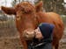 Gentle Barn volunteer Nikole Ventimiglia, from St. Louis, gives Chico the steer a kiss as she visits with him before visitors arrive at the Gentle Bar
