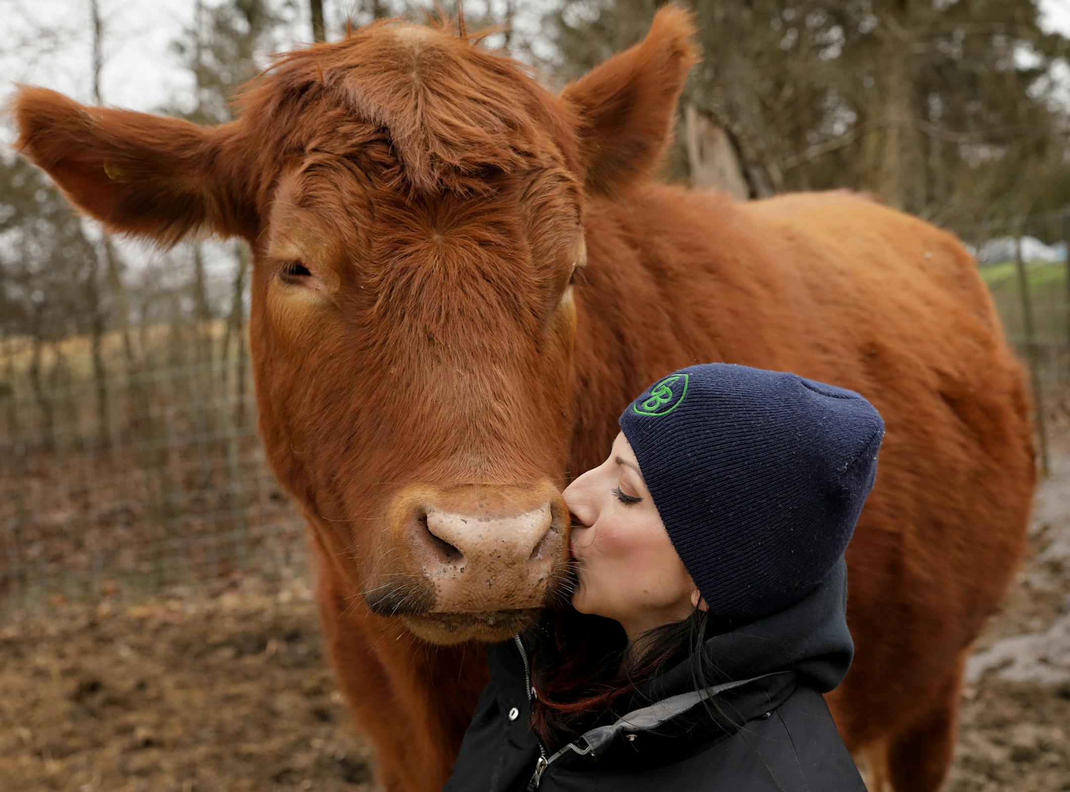 Gentle Barn volunteer Nikole Ventimiglia, from St. Louis, gives Chico the steer a kiss as she visits with him before visitors arrive at the Gentle Barn in Dittmer, Mo., on Sunday, March 25, 2018. (David Carson/St. Louis Post-Dispatch/TNS) ORG XMIT: 1227284