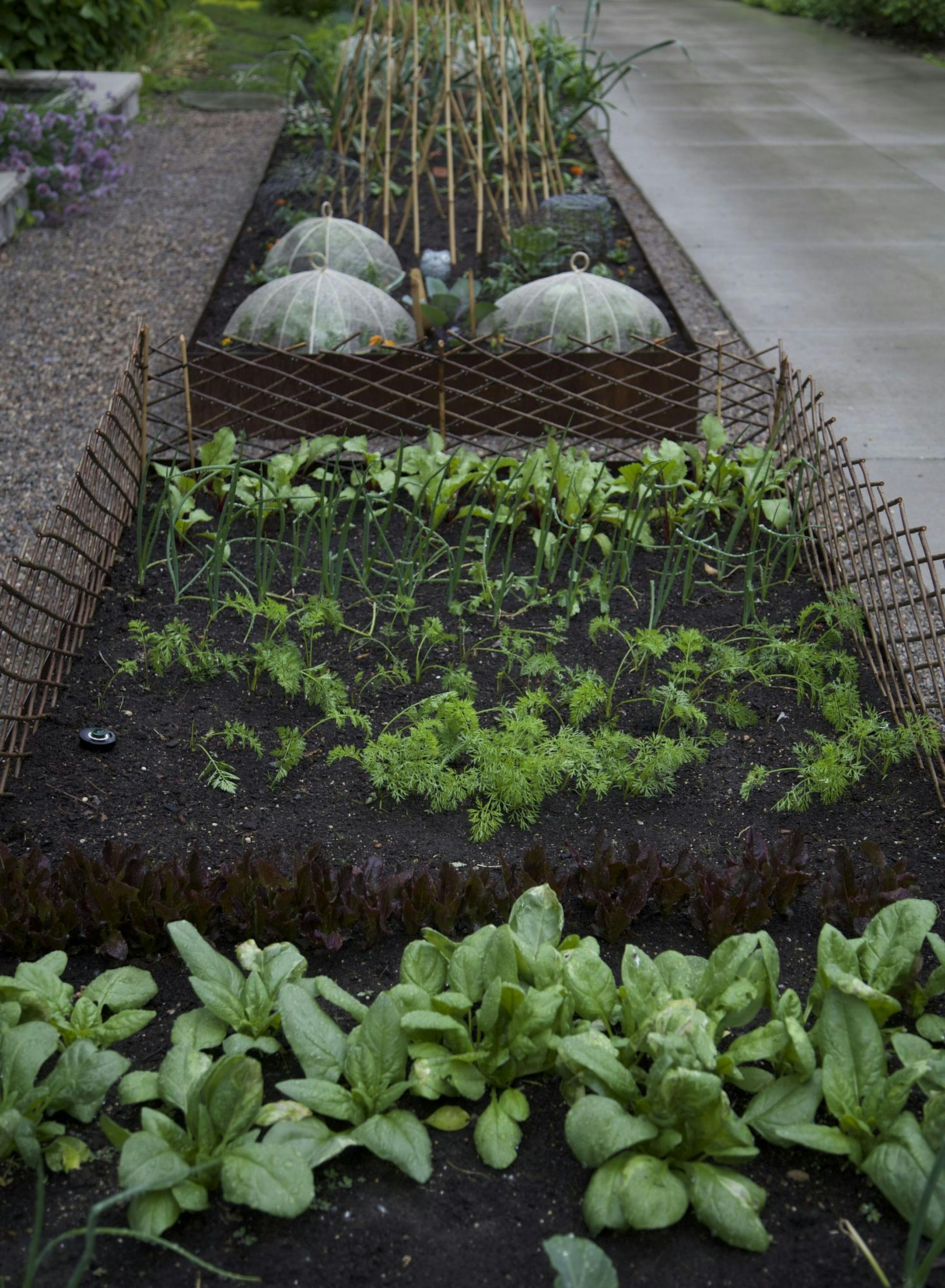 Rhonda Hayes Expandable willow fencing and mesh covers, at rear, can help keep hungry rabbits from demolishing your garden.