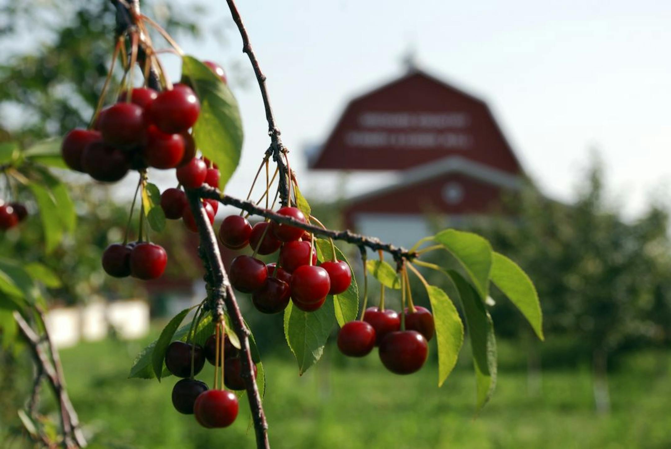 Ripe cherries at Orchard Country Winery and Market.